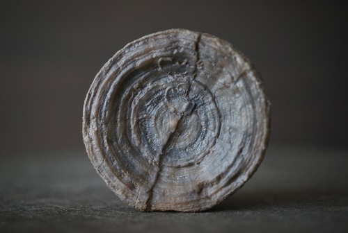 オーストリア産 六放サンゴ化石 Cyclolites sp. 1602