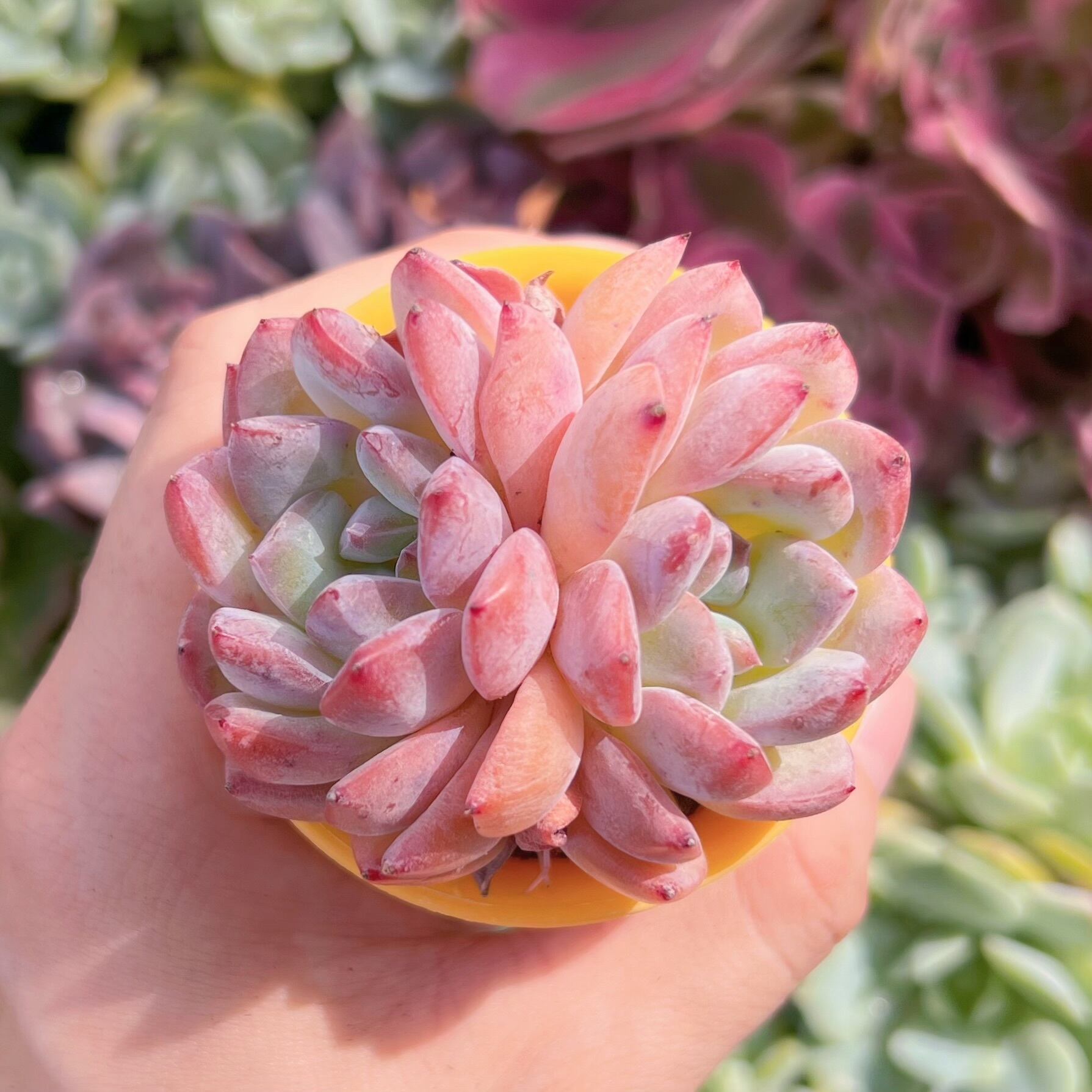 多肉植物　新品種アマンドベリー　2頭　新入荷　るる農園