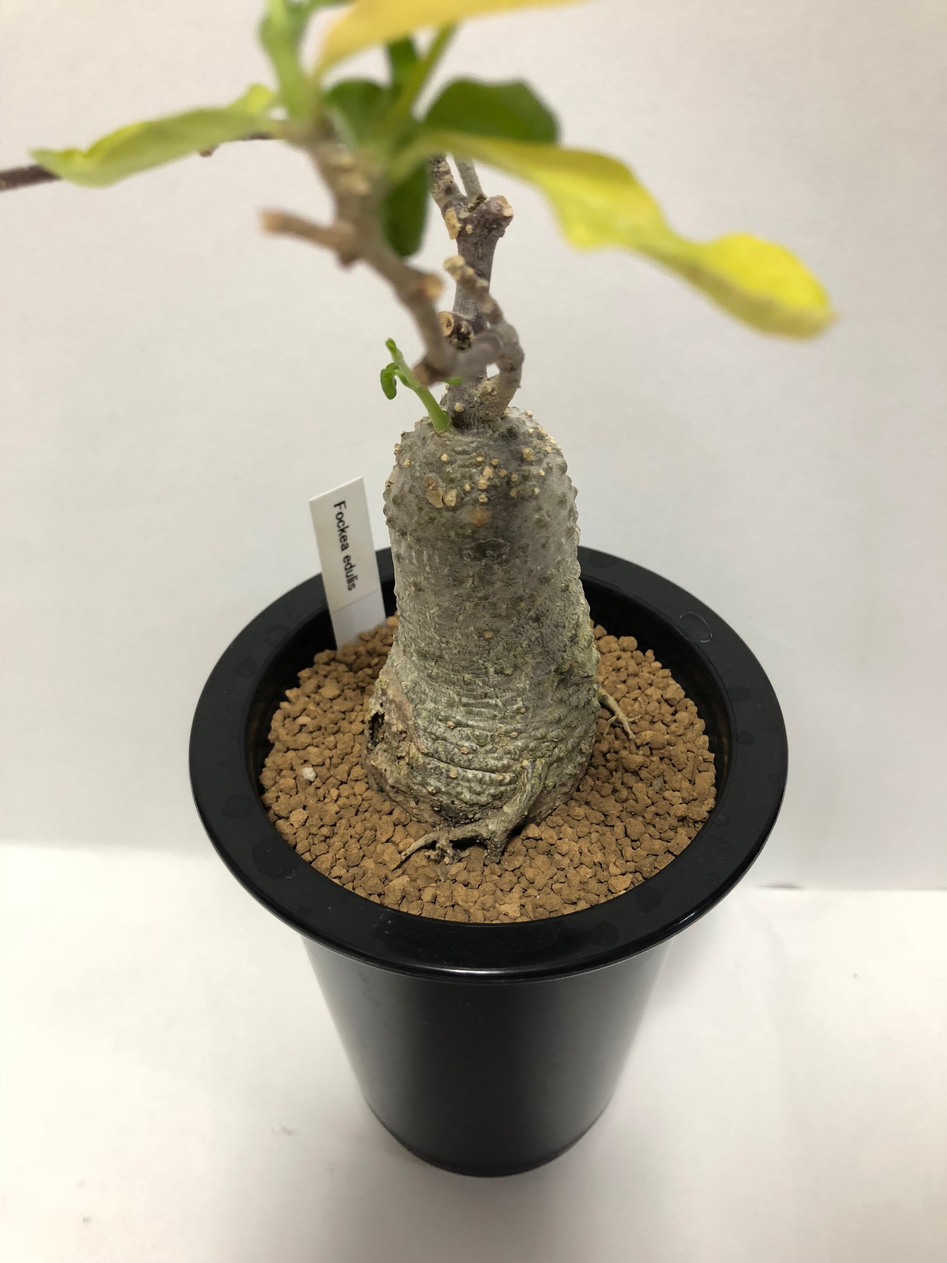 Fockea edulis フォッケア・エデュリス 火星人 塊根植物 コーデックス