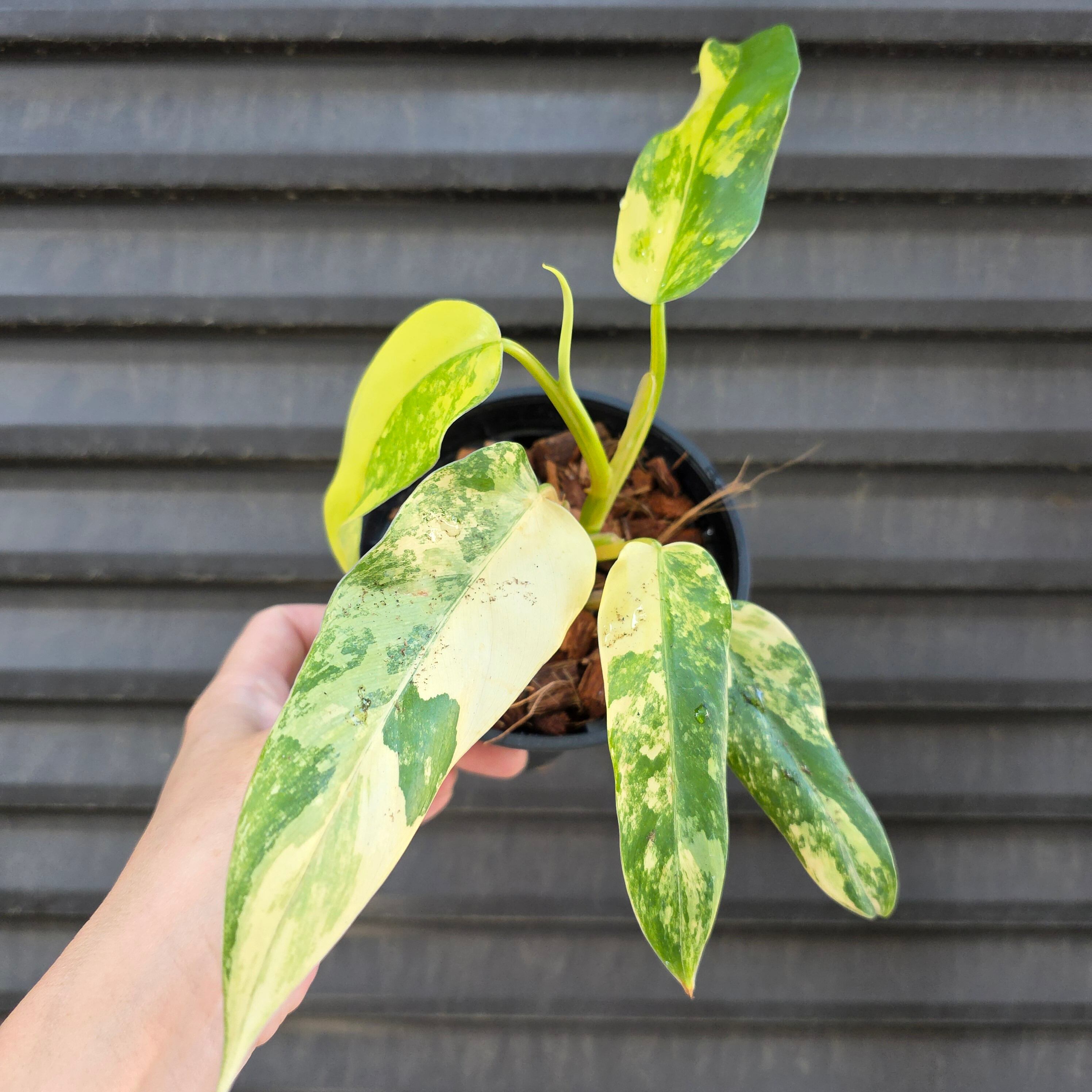 フィロデンドロン エメラルドクイーン バリエゲイテッド 24 フィロデンドロン エメラルドクイーン 斑入り 激レア - メルカリ