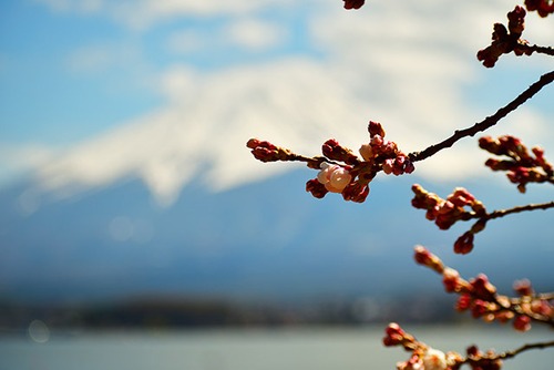 河口湖の桜とうっすら富士山 05