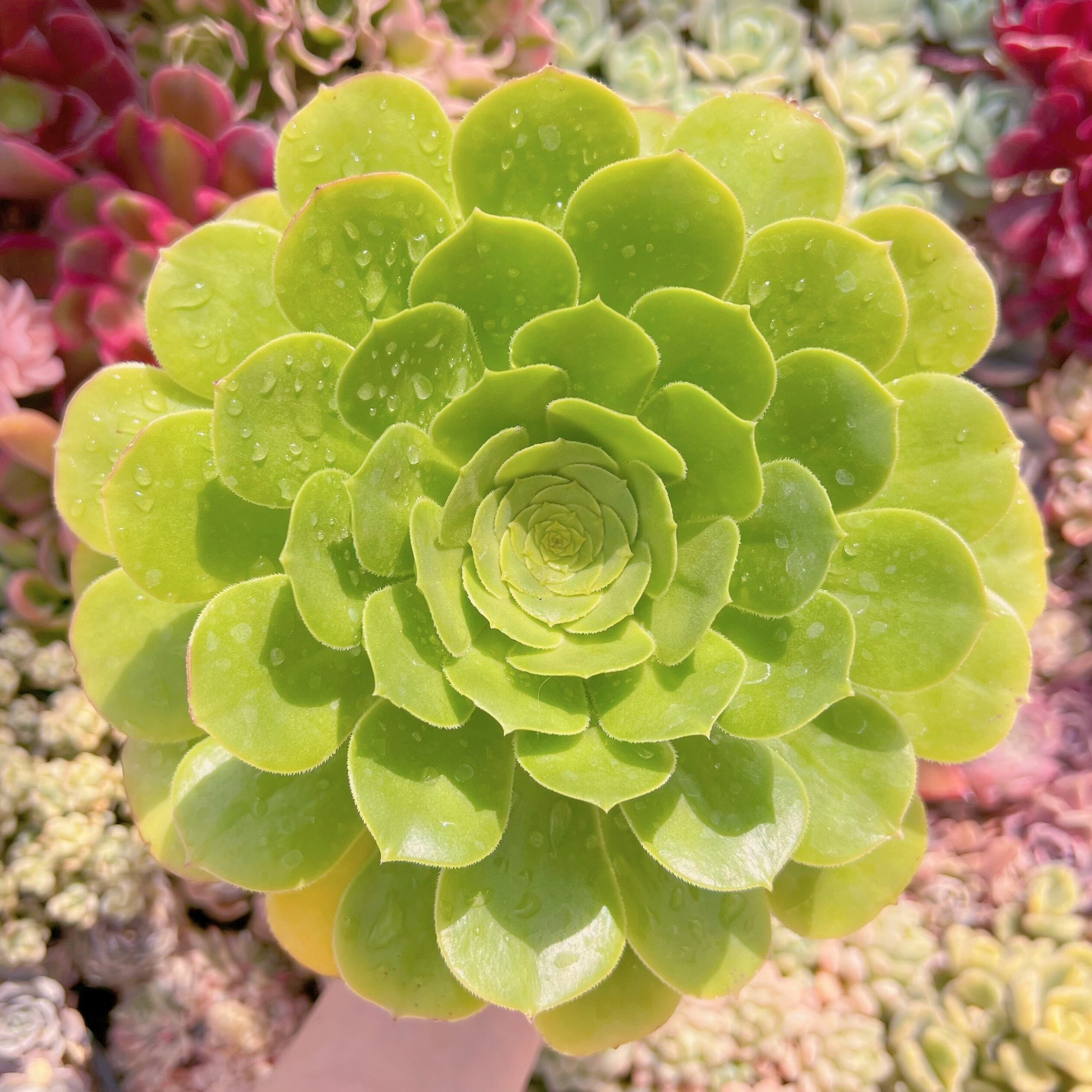 現品　グリーンカシミヤ#B05　るる農園