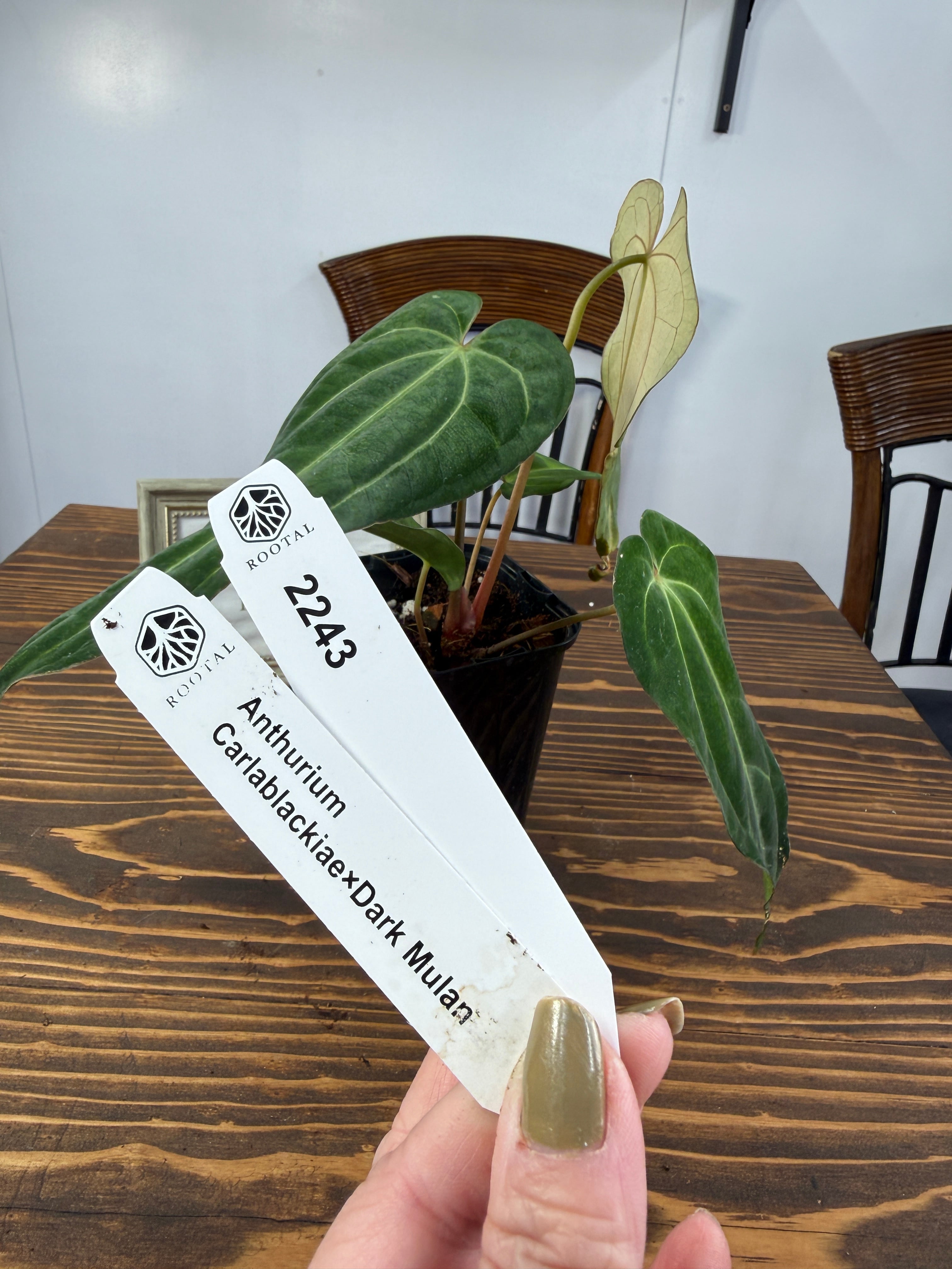 アンスリウム | ROOTALPLANTS