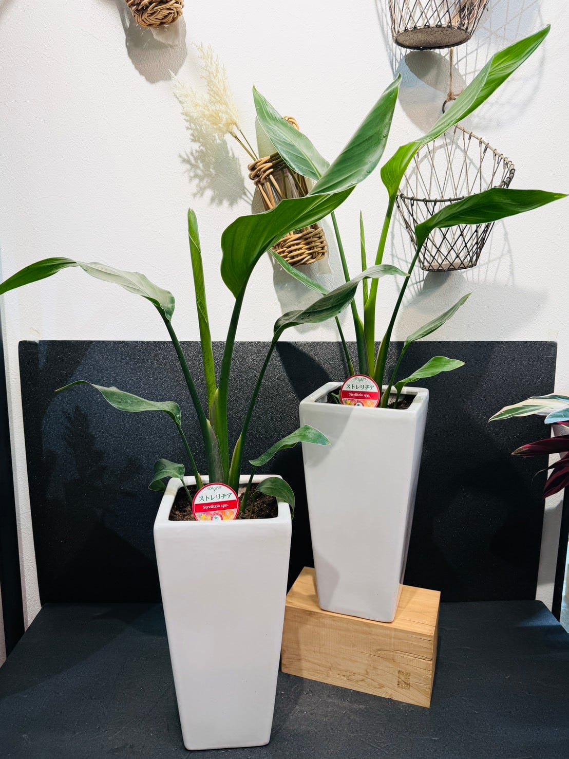 アロカシア・マハラニ 3号 | 観葉植物と雑貨のお店 VIVAGREEN