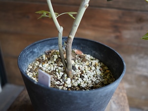 【現物】グレビレア ”ドーンパープル” C