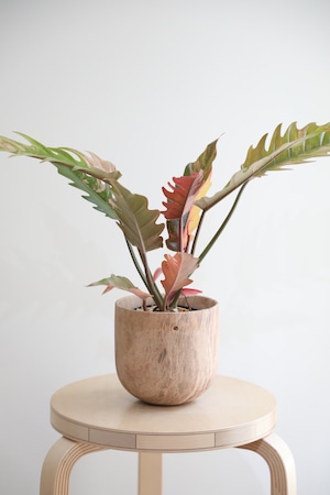 【希少】【M】フィロデンドロン キャラメルマーブル/Philodendron