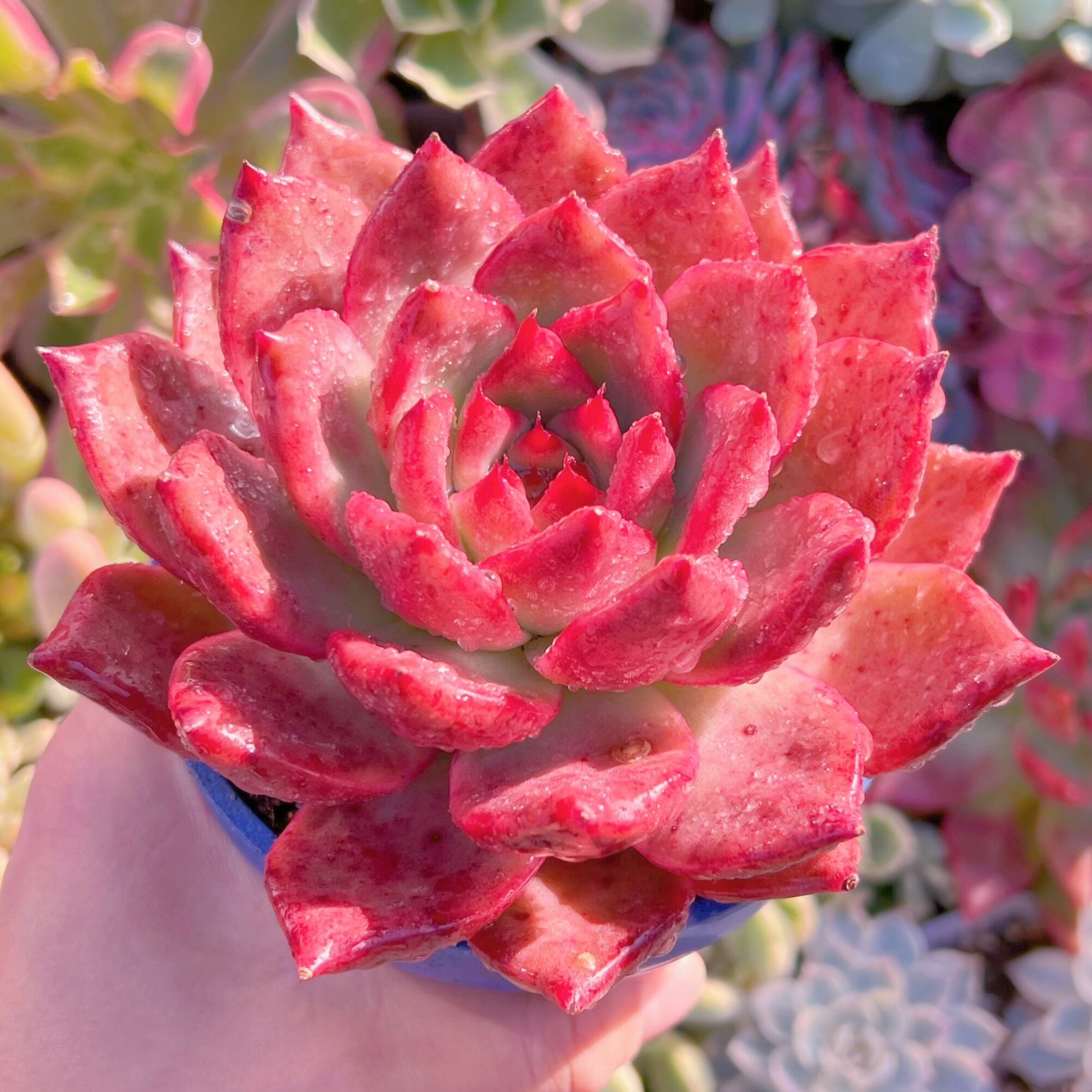 現品　アメストロー#203　新入荷　るる農園