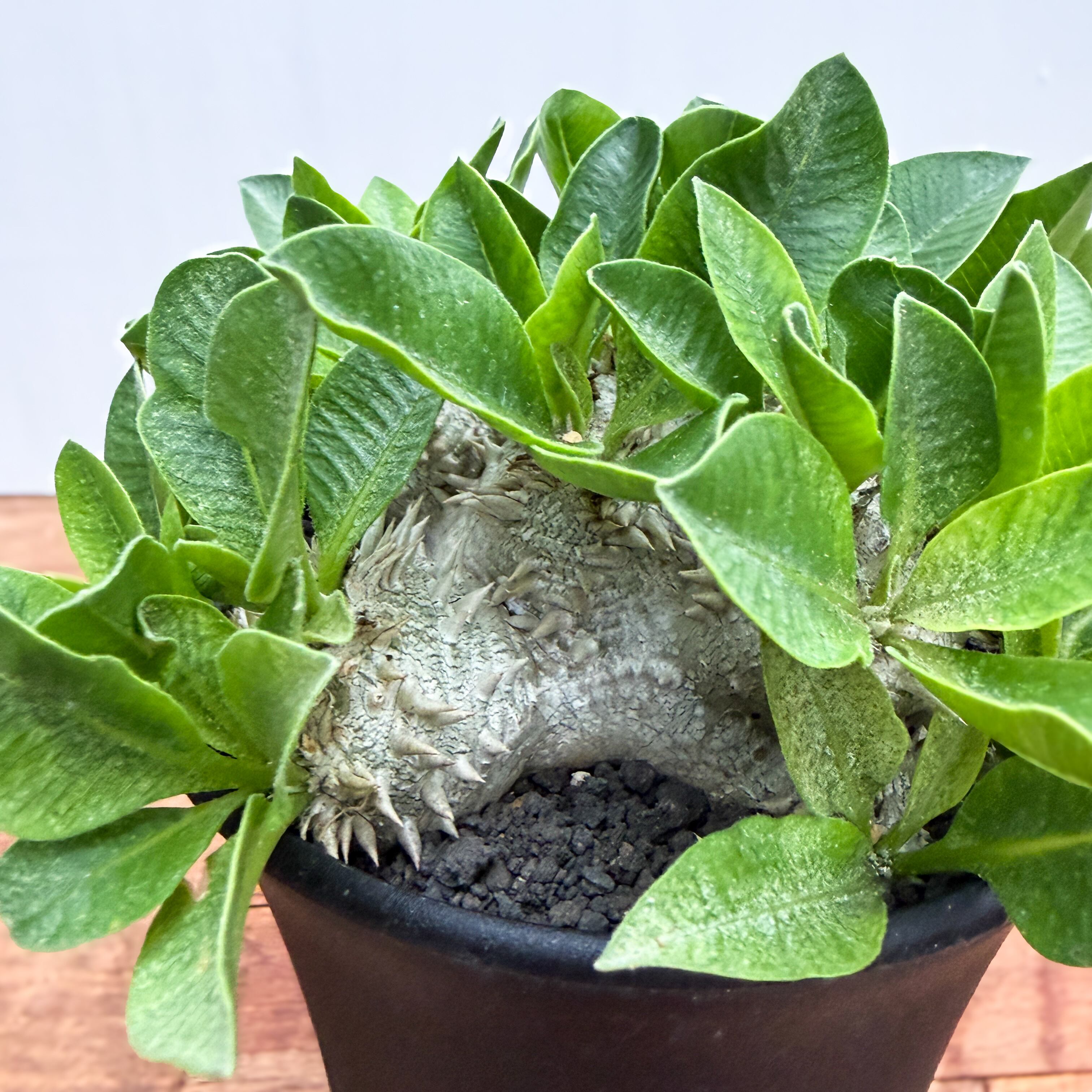 Pachypodium brevicaule【パキポディウム・ブレビカウレ】 | RIMO'S