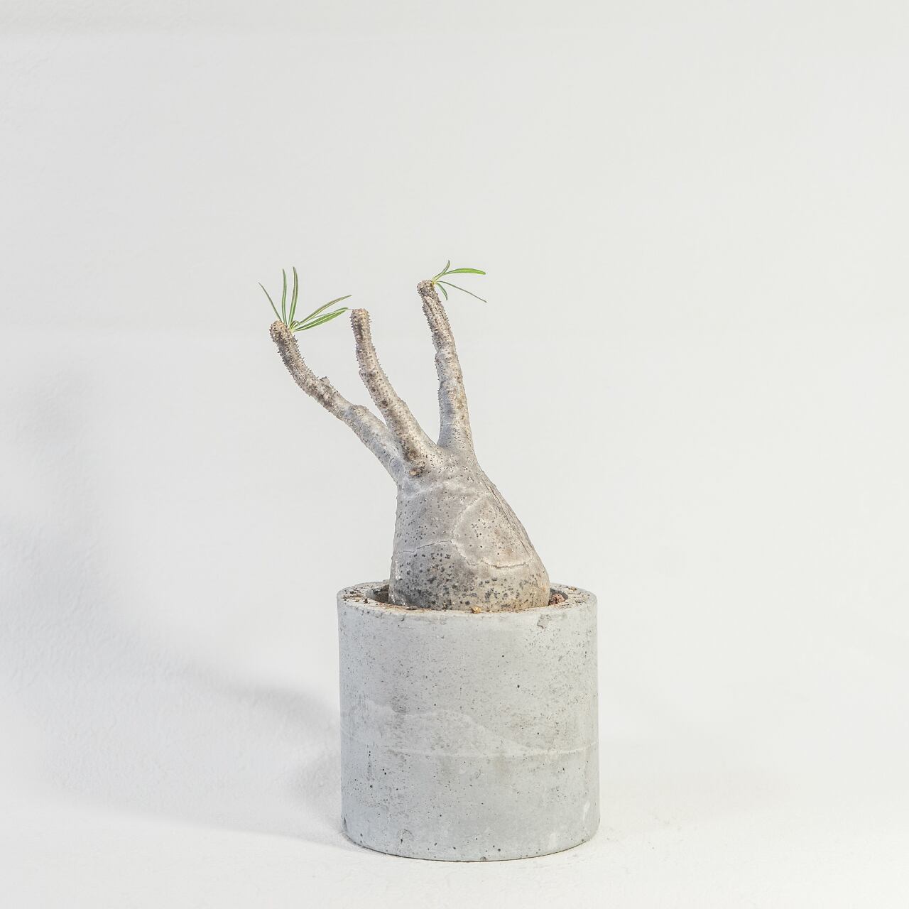 パキポディウム・グラキリス コンパクトな20cm胴の可愛らしい発根株【モルタル鉢】