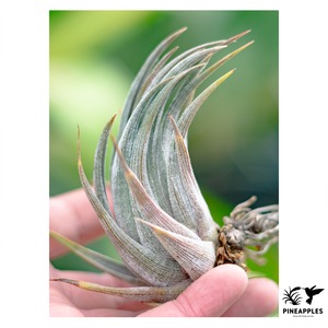 Tillandsia circinatoides Ex. Guy Wrinkle