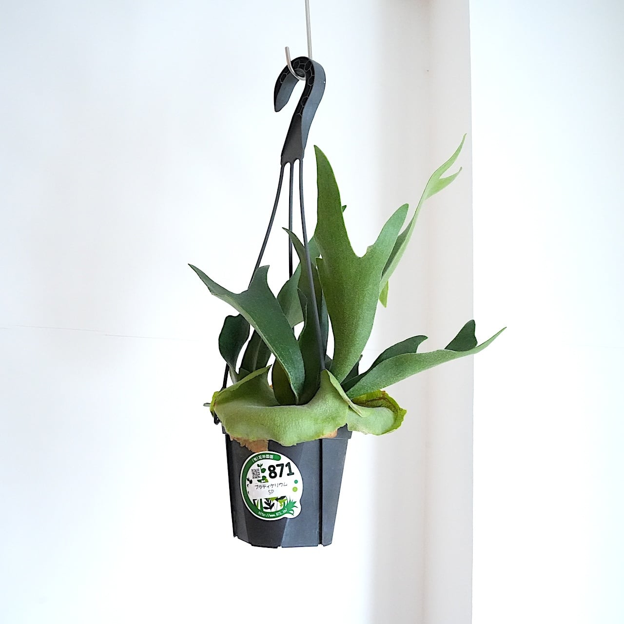 送料込み】ハンギング植物 ホヤ レツーサ 3.5号サイズ プラ吊り鉢