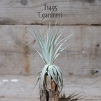 【送料無料】ガルドネリ〔エアプランツ〕現品発送T1495