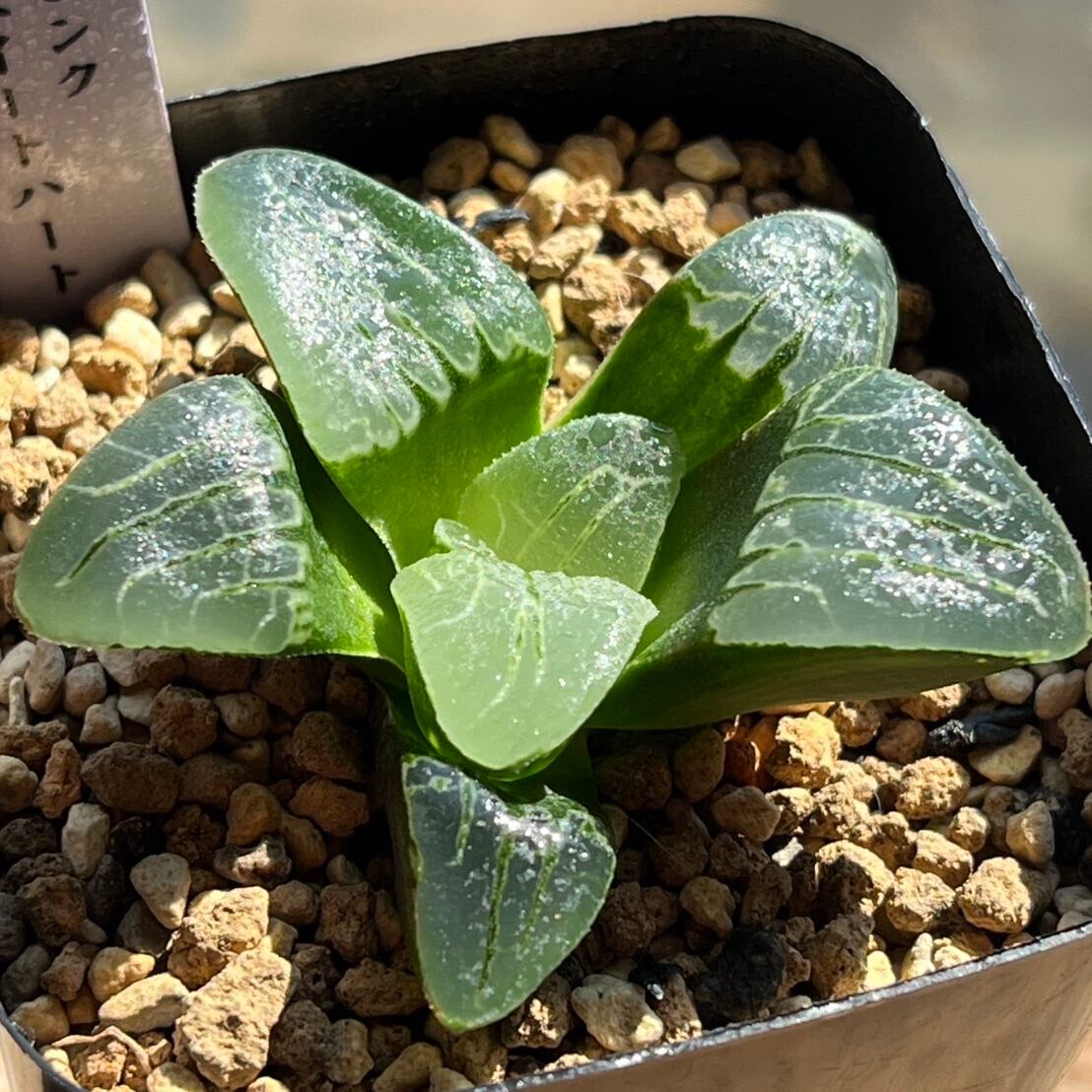 3y ハオルチア 多肉植物 阿七頭錦 自家繁殖 【公式通販】