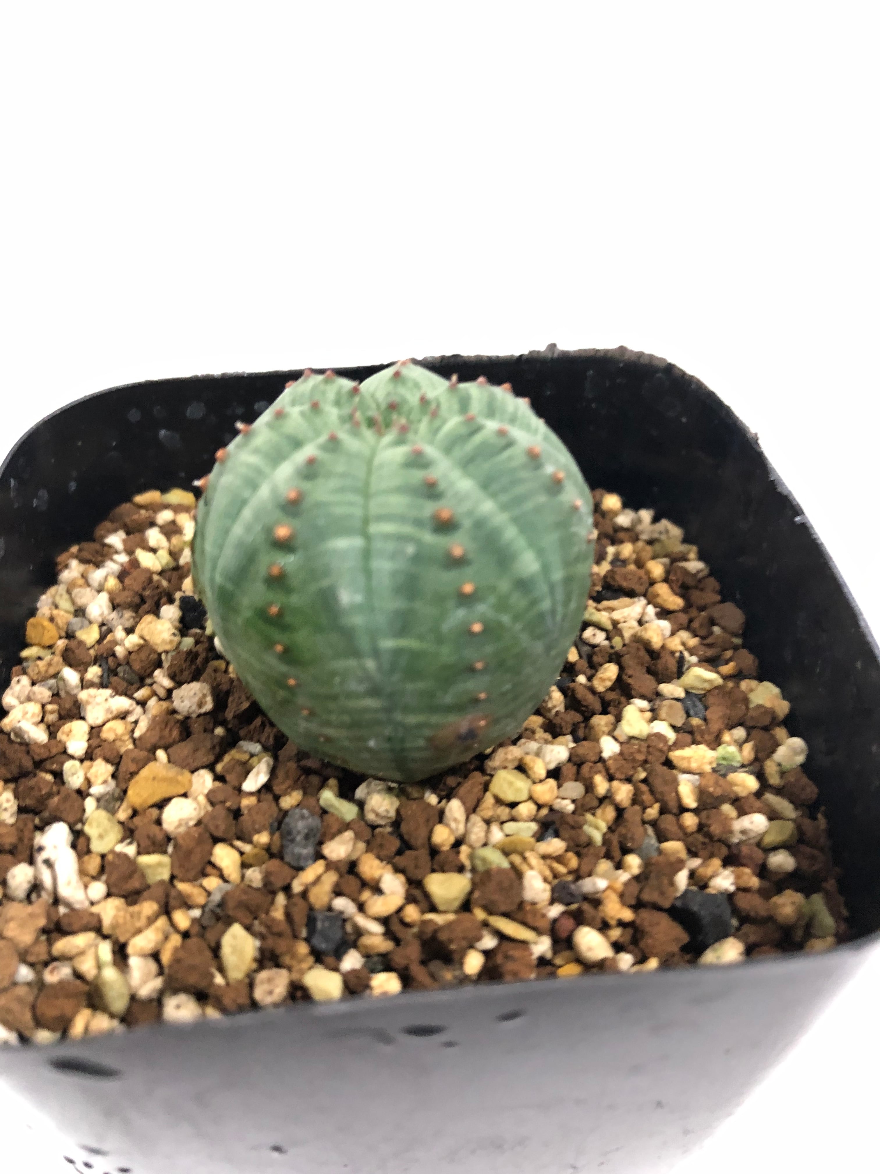 Euphorbia Obesa ユーフォルビア・オベサ 多肉植物 | plants MARU ー 多肉植物・サボテン・園芸グッズのお店 ー  powered by BASE