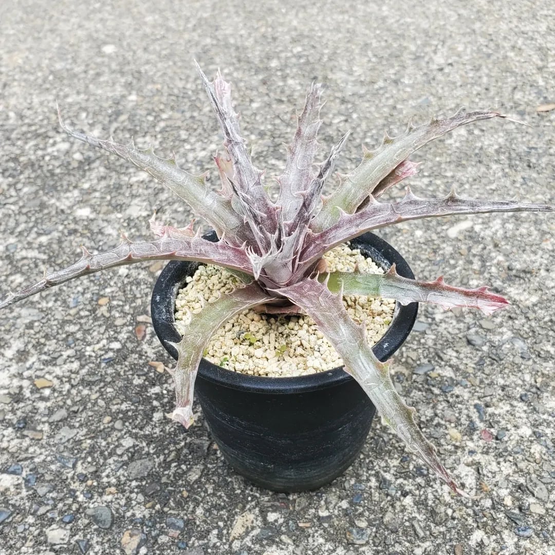 F00410_Dyckia 'Battle Axe'：ディッキア・バトルアクス（子株