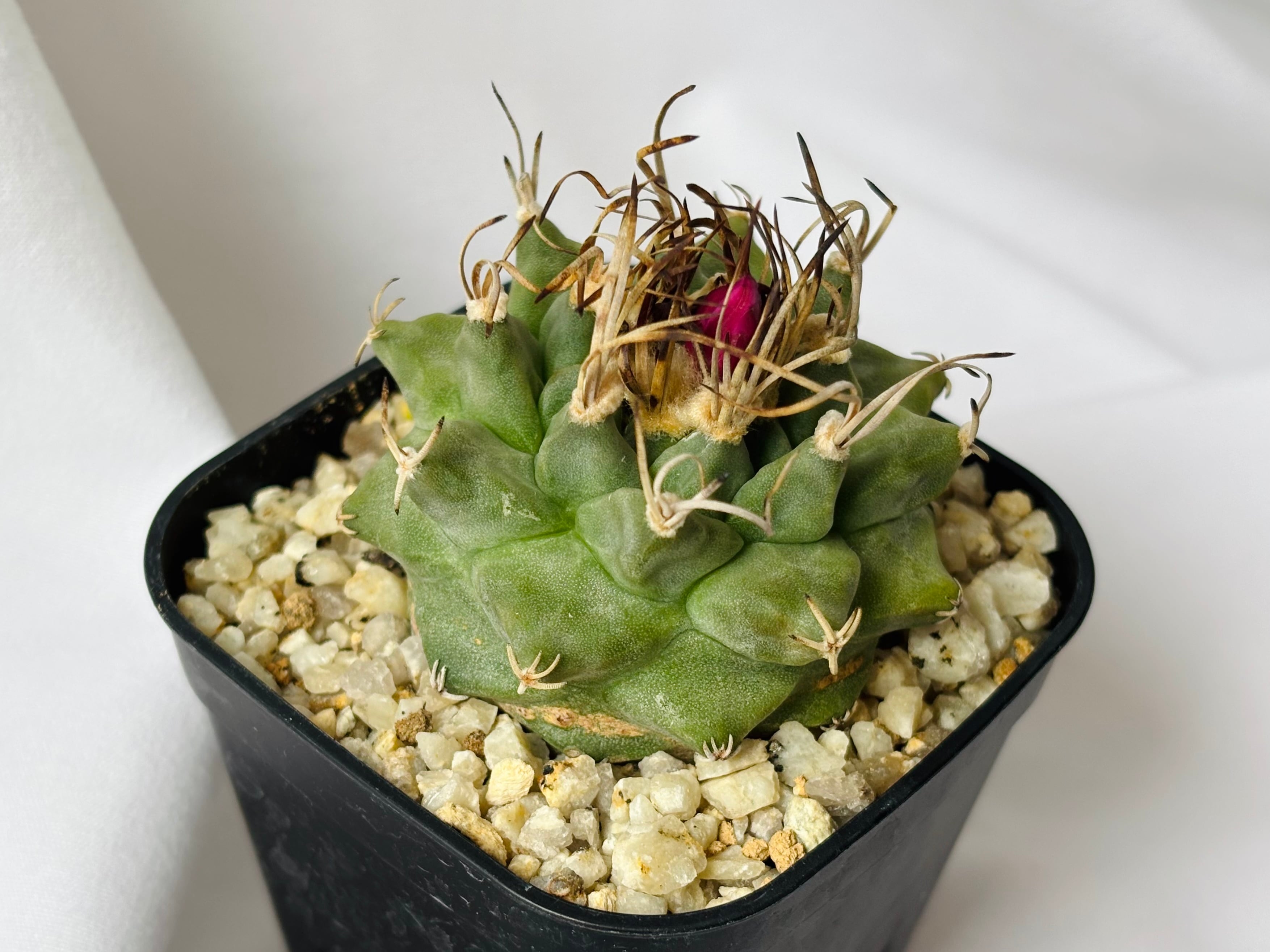 Turbinicarpus alonsoi ツルビニカルプス アロンソイ サボテン