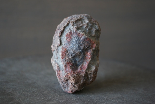 コプロライト Dinosaur Coprolite 1182