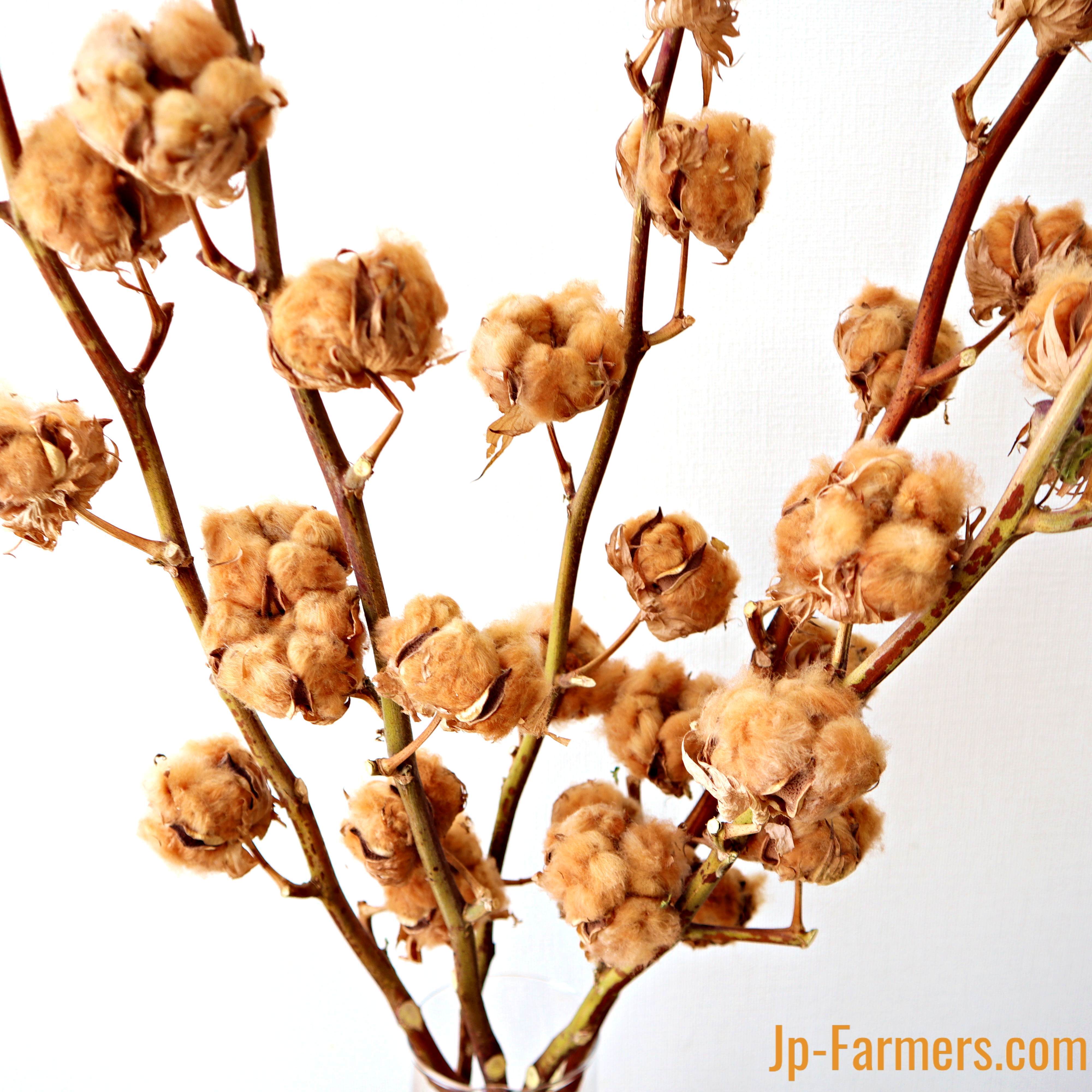 3本で ふわもこコットンフラワー ブラウン | 新鮮お花問屋 Jp-Farmers.com