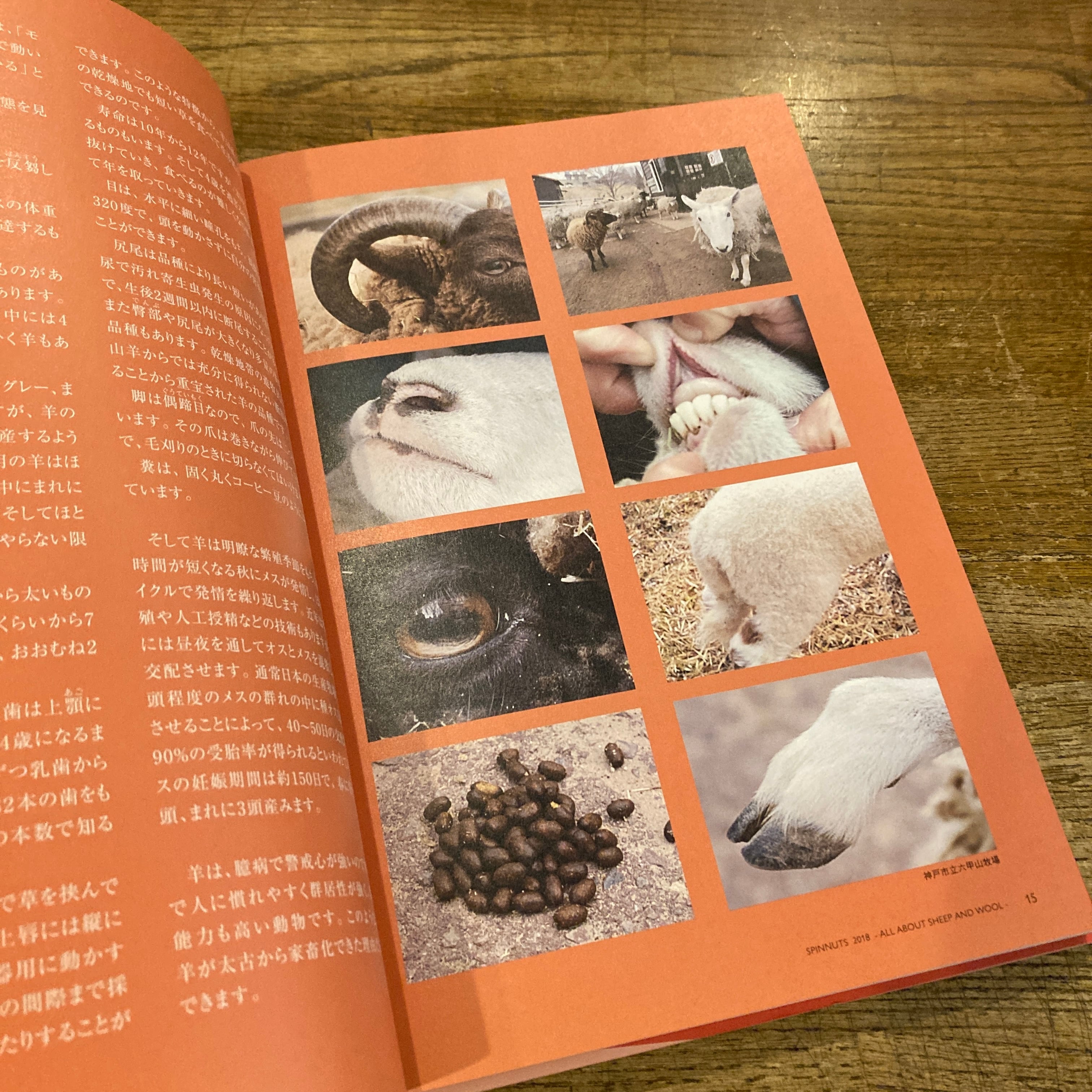 羊の本 ALL ABOUT SHEEP AND WOOL / 本出ますみ 編著 | 百年