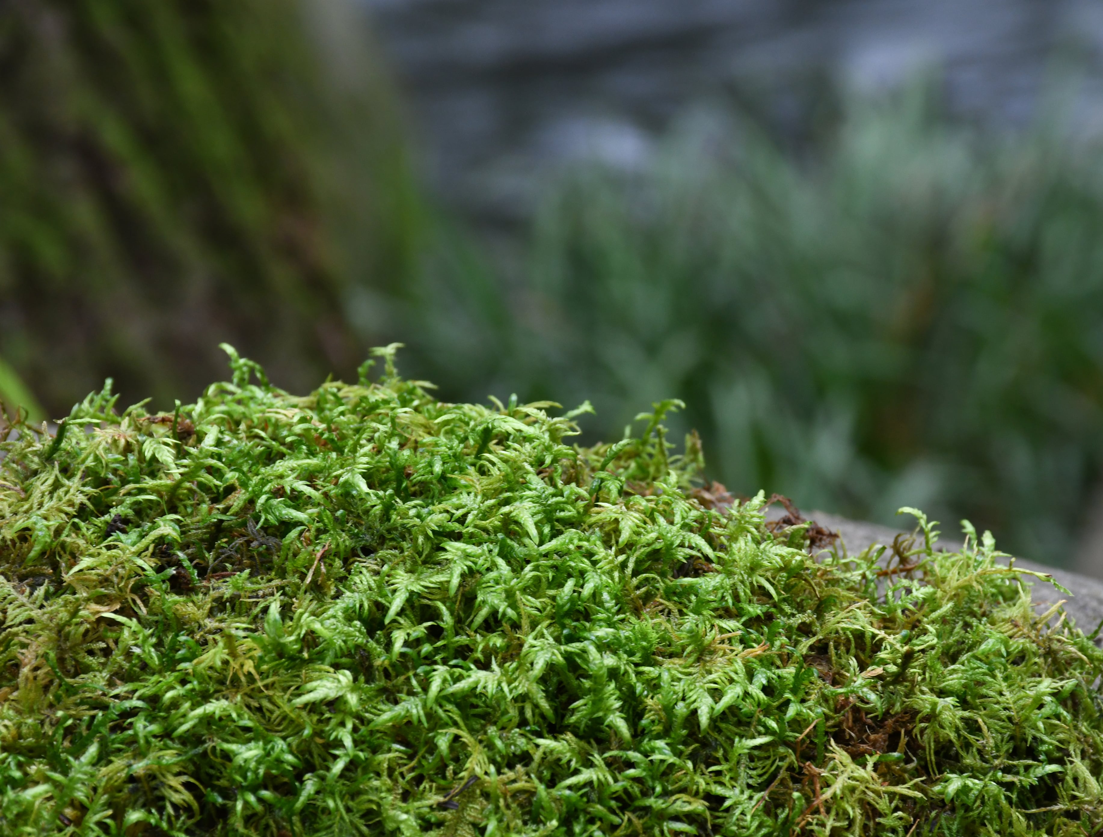 天然苔　上質　ツヤゴケ　4トレー 天然苔 上質 ツヤゴケ 4トレー 艶苔(ツヤゴケ)大トレーの販売