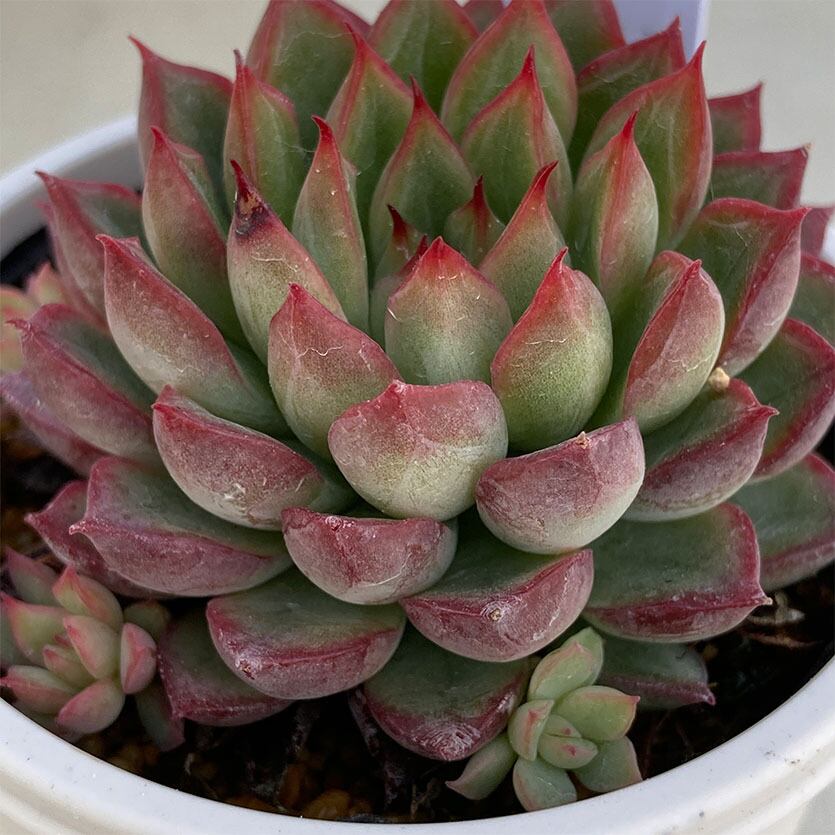 現物商品】女雛 メビナ めびな | 多肉植物研究所