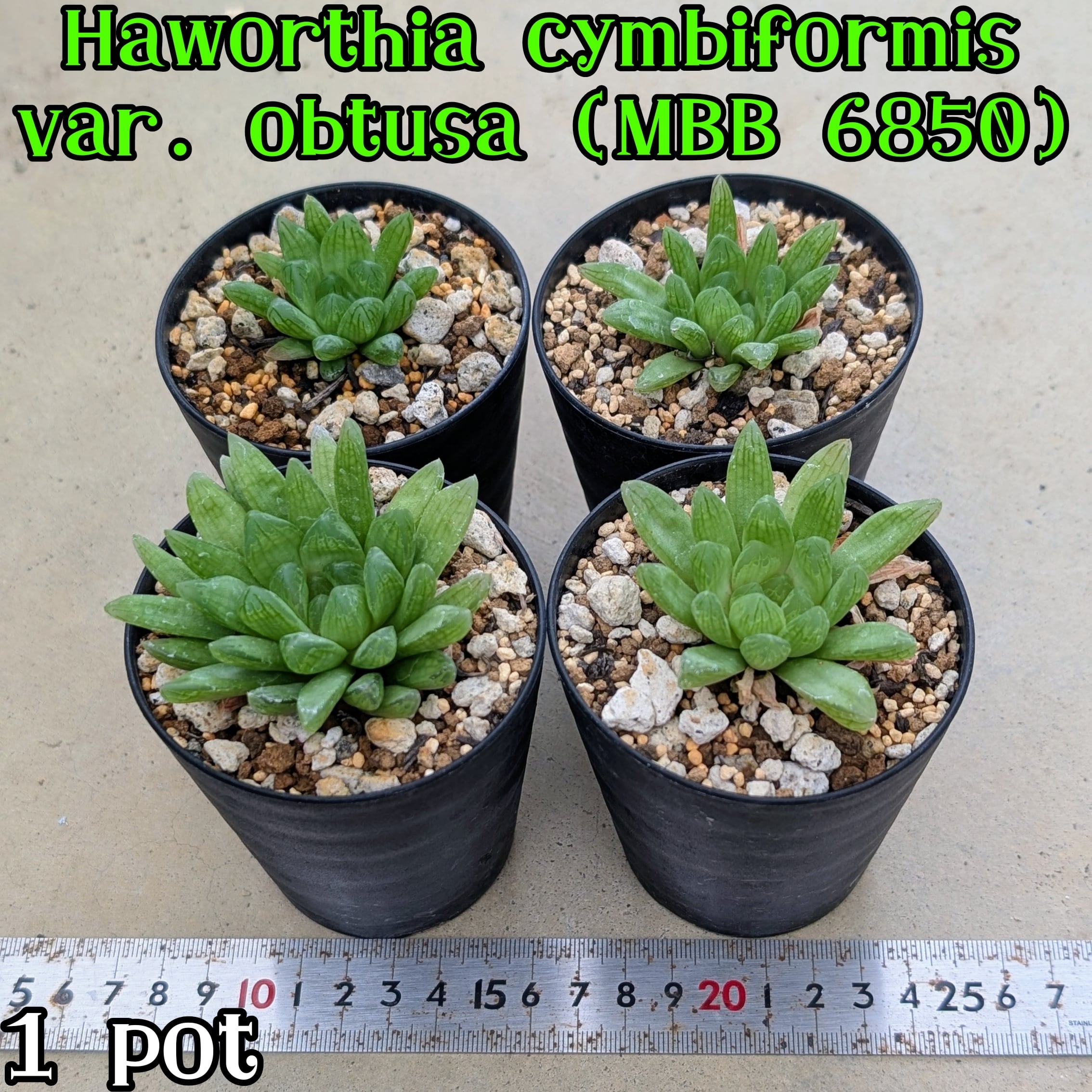 P.willinckii cv. Sailor Saturn【artPLANTs】ビカクシダ/Platycerium