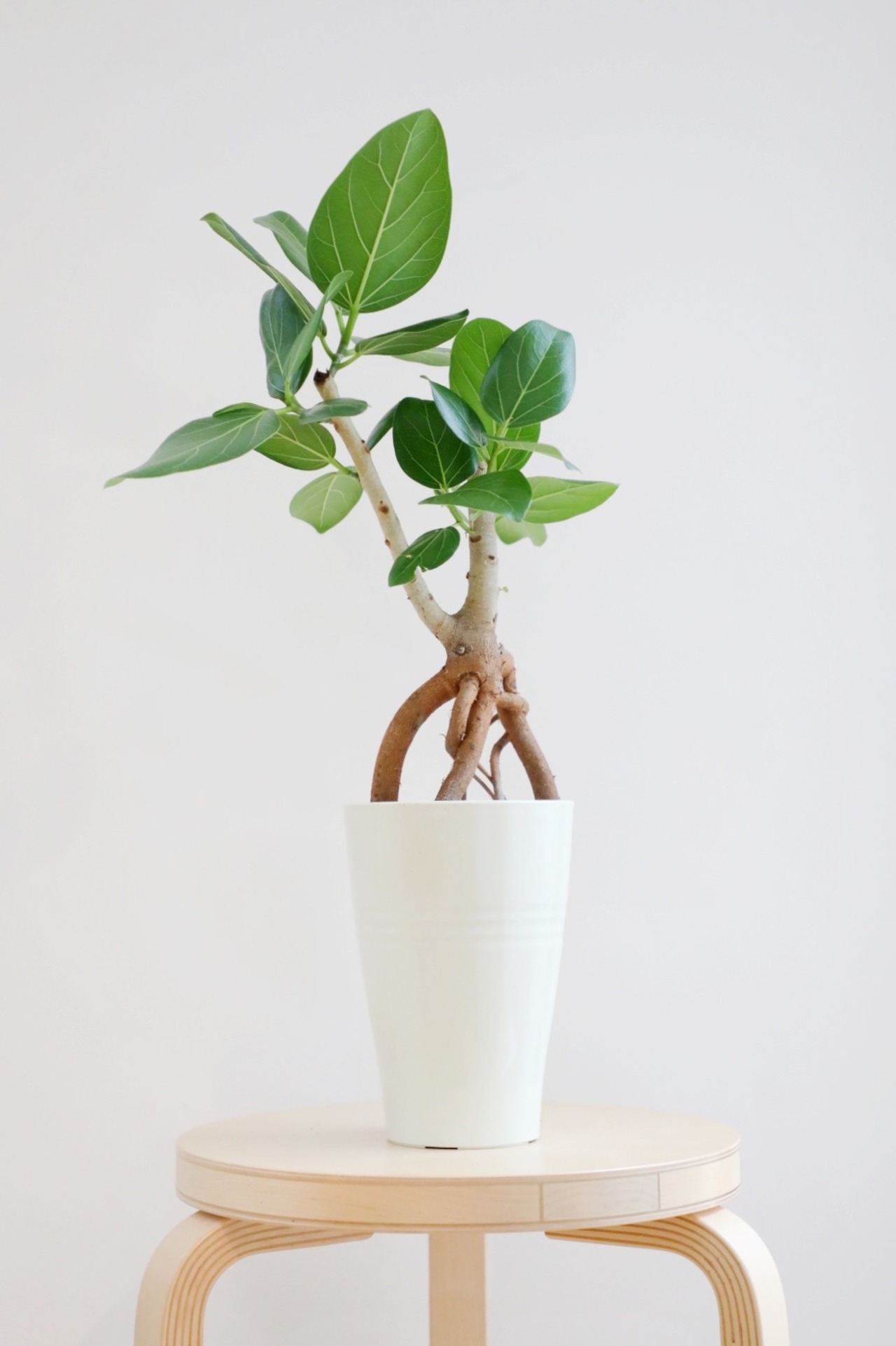 【M】フィカス ベンガレンシス/Ficus