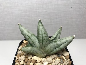 サンスベリア ボンセレンシス プラチナム