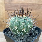 Copiapoa magnifica【コピアポア・マグニフィカ】