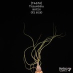 【送料無料】butzii XL〔エアプランツ〕現品発送T4676