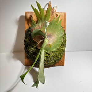 ビカクシダ　ウィリンキー　インドネシア　Platycerium willinckii indonesia