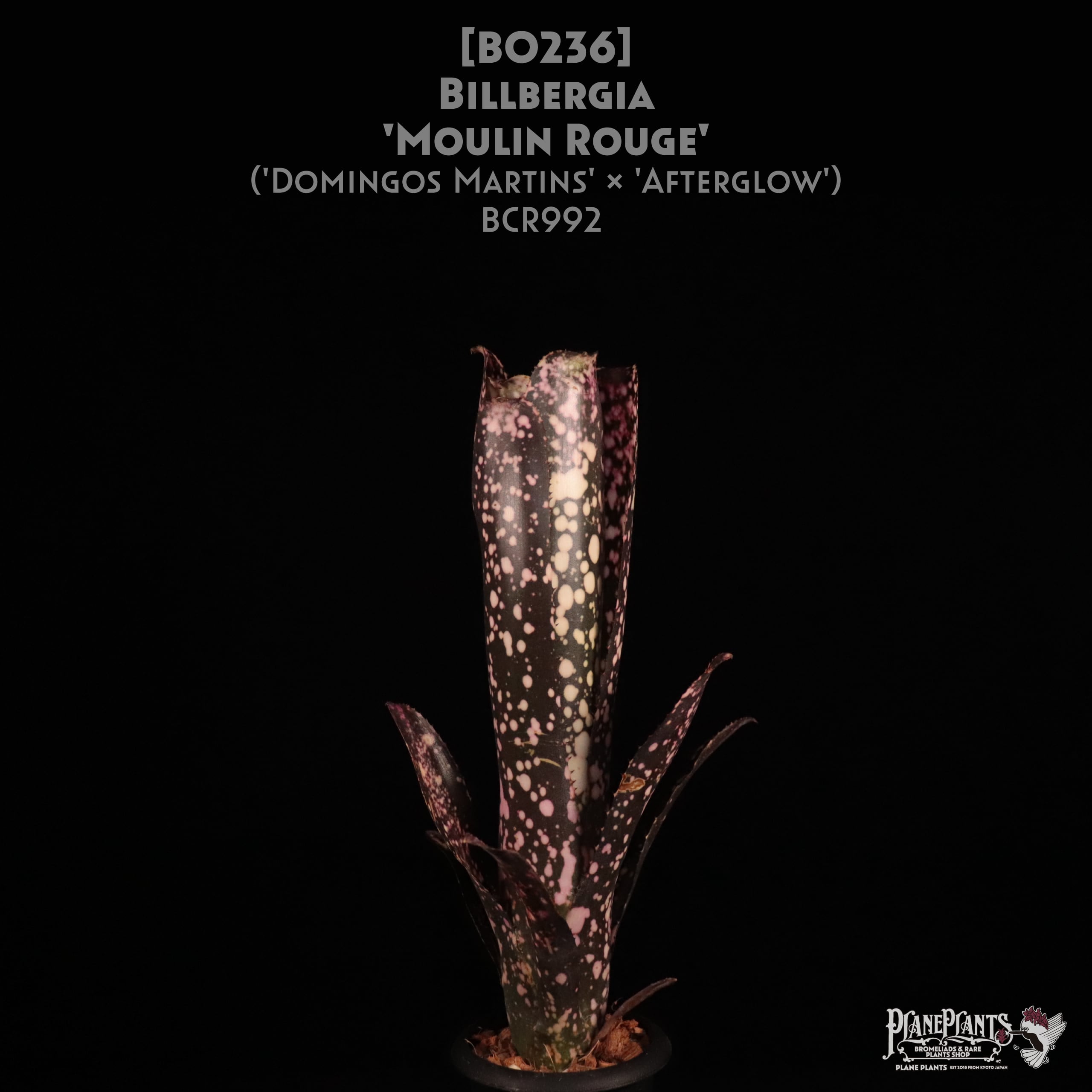 【送料無料】Billbergia 'Moulin Rouge' (開花済)〔ビルベルギア〕現品発送B0236