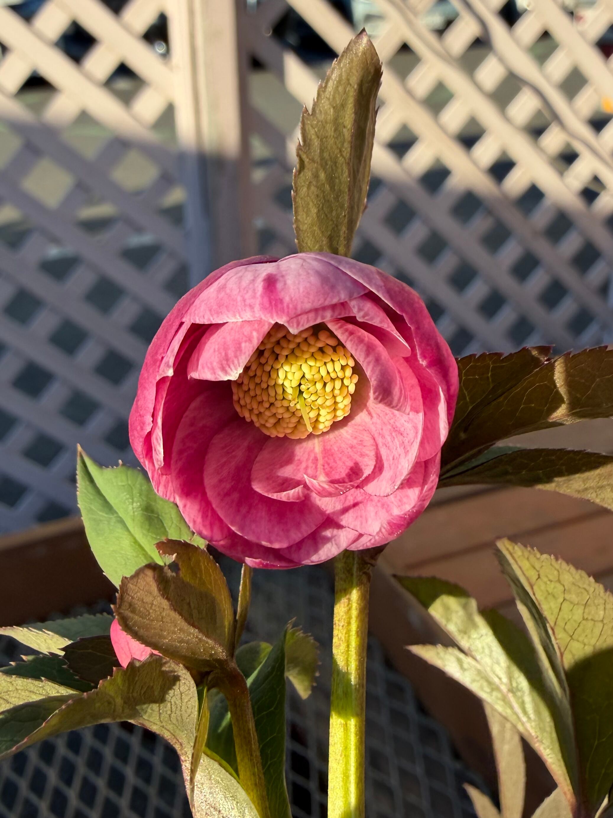 ピンクカップ咲dd 大和園 クリスマスローズ【Ya02】送料無料 | あしか