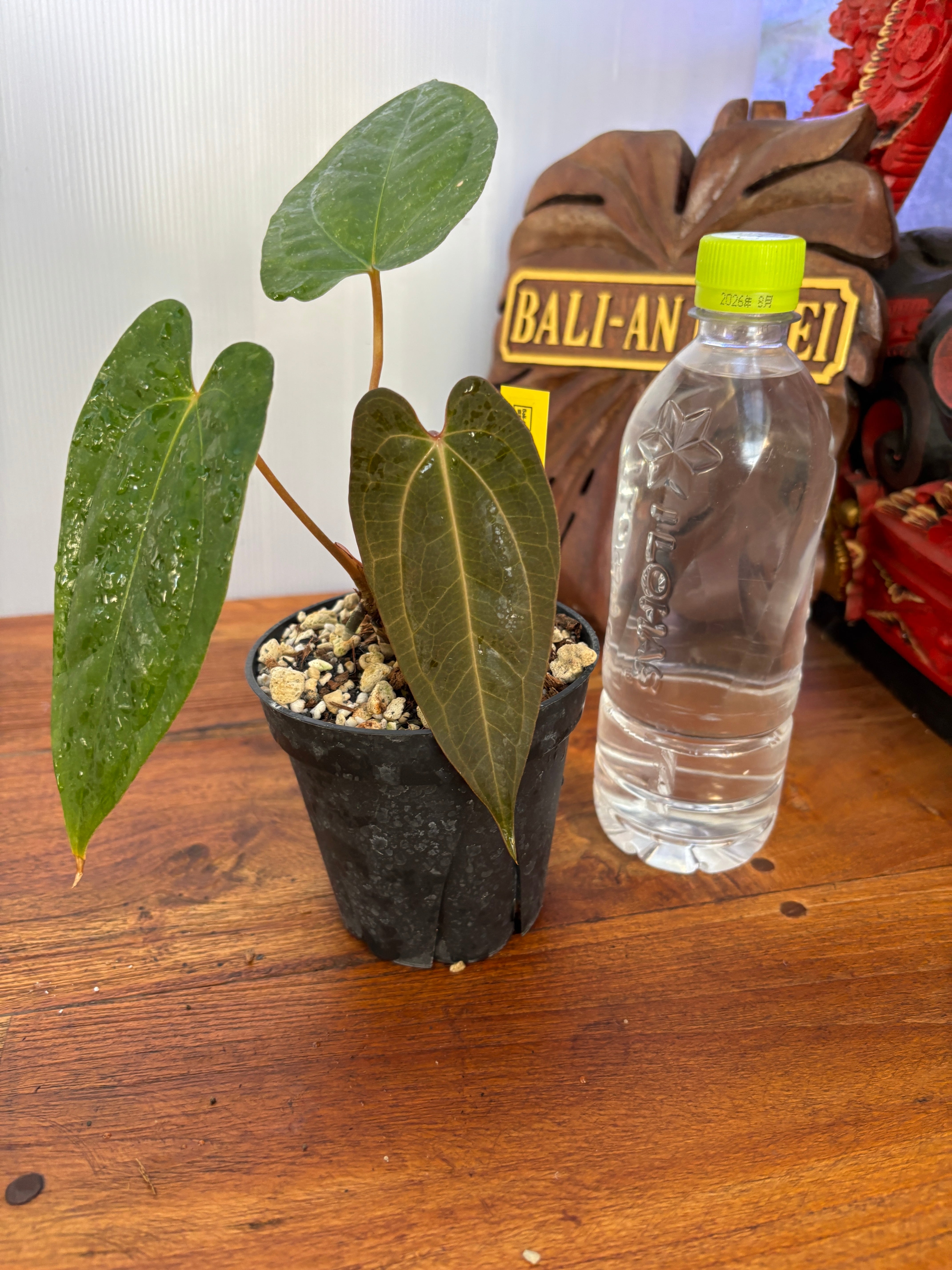 アンスリウム　スコーピオン Thailand 🤩Anthurium Scorpion Mint 🤩