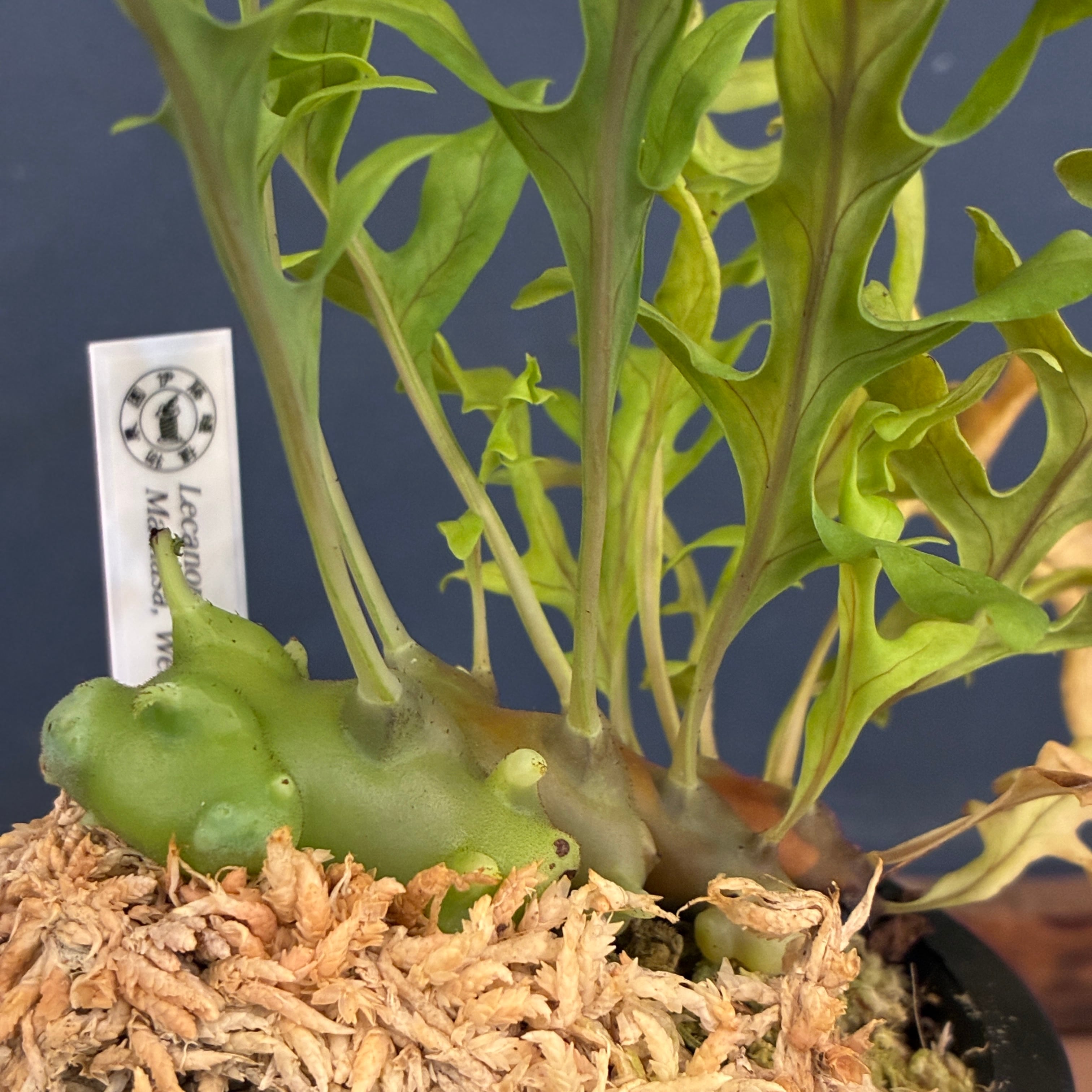 抽選販売】【伊藤蟻】Lecanopteris balgooyi (blue type) Mamasa（限定