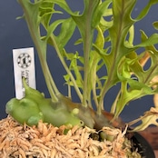 【抽選販売】【伊藤蟻】Lecanopteris balgooyi (blue type) Mamasa(限定2)