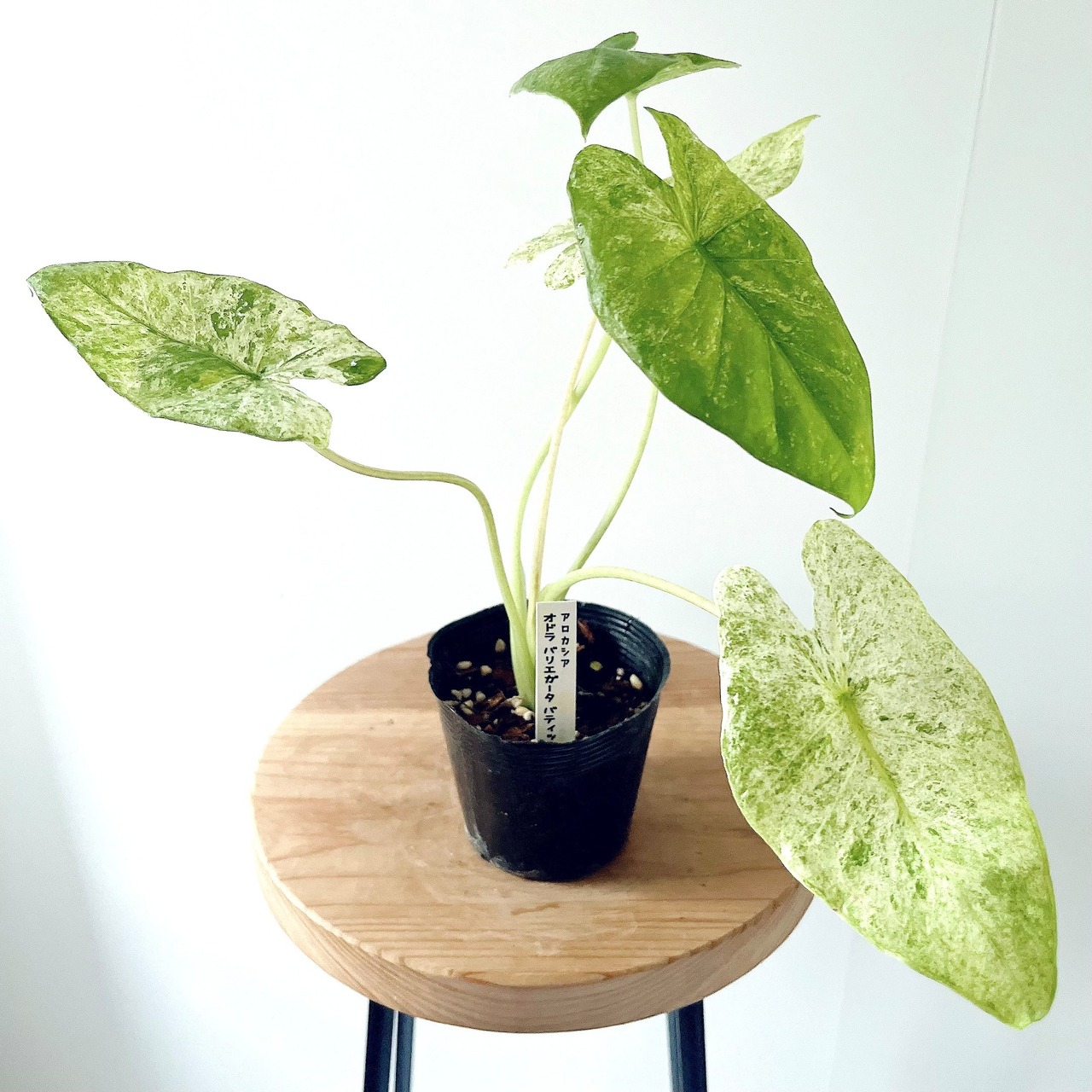 アロカシア オドラバティック 観葉植物 calm cafe