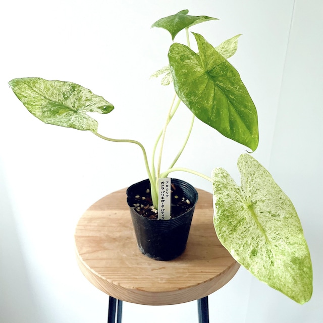 良株 アロカシア ジャクリン おしゃれ 希少 観葉植物 calm cafe