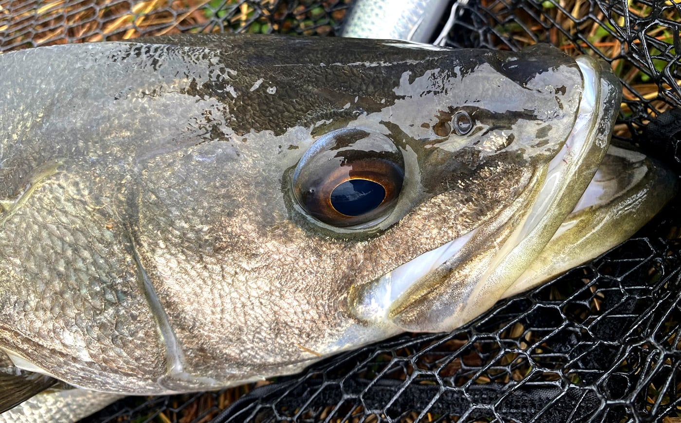 XT710R-5C | Huerco フエルコ公式オンラインパーツストア