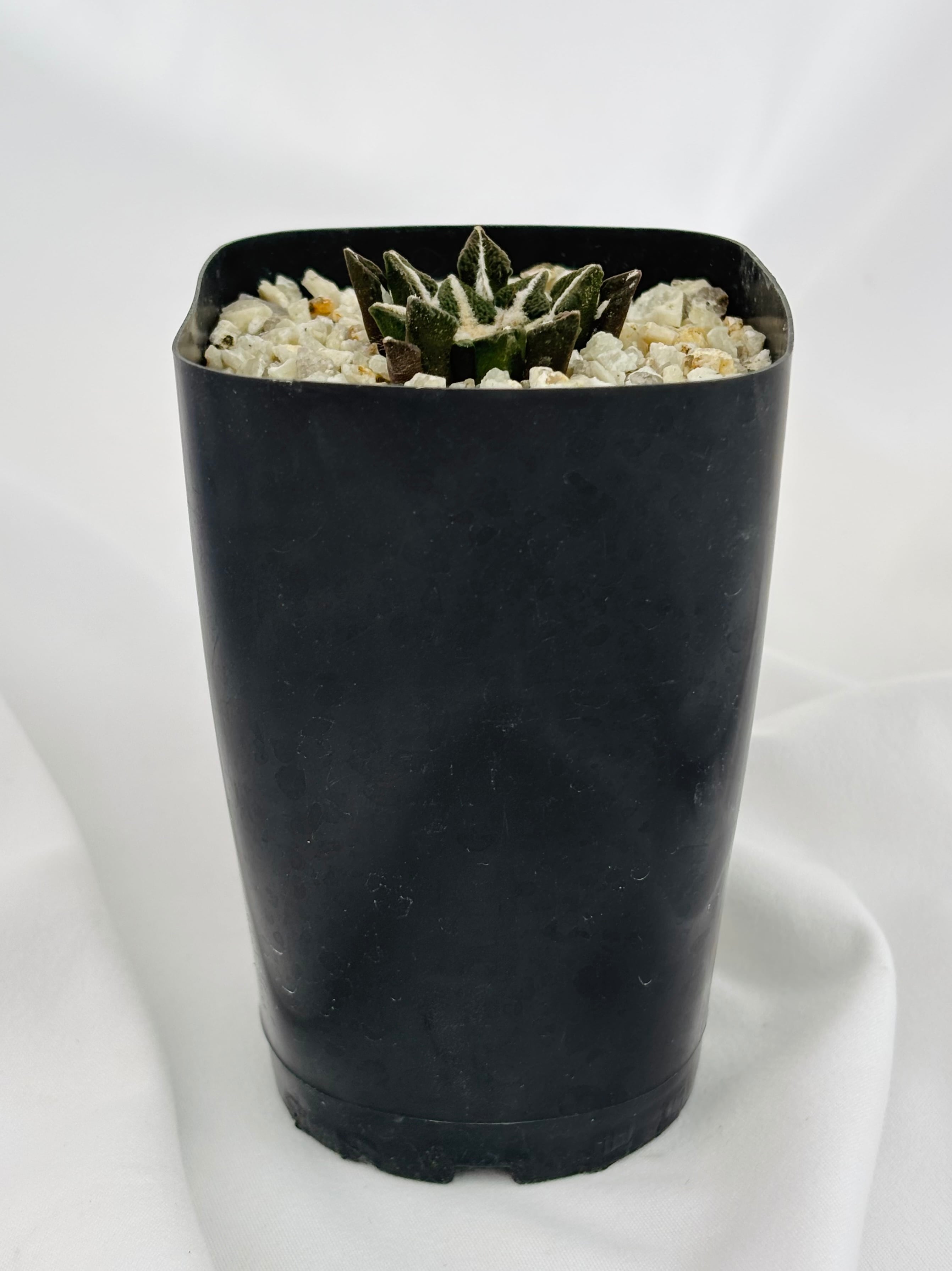 Ariocarpus kotschoubeyanus アリオカルプス 大疣黒牡丹 サボテン
