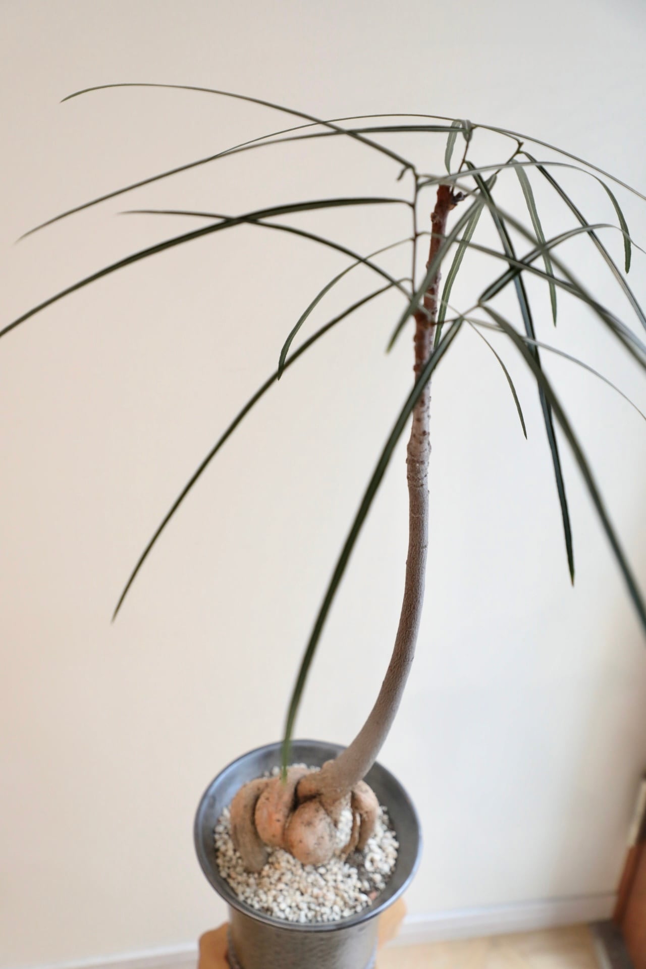 L】ボトルツリー/Brachychiton rupestris ※陶器鉢付き | 【厳選植物