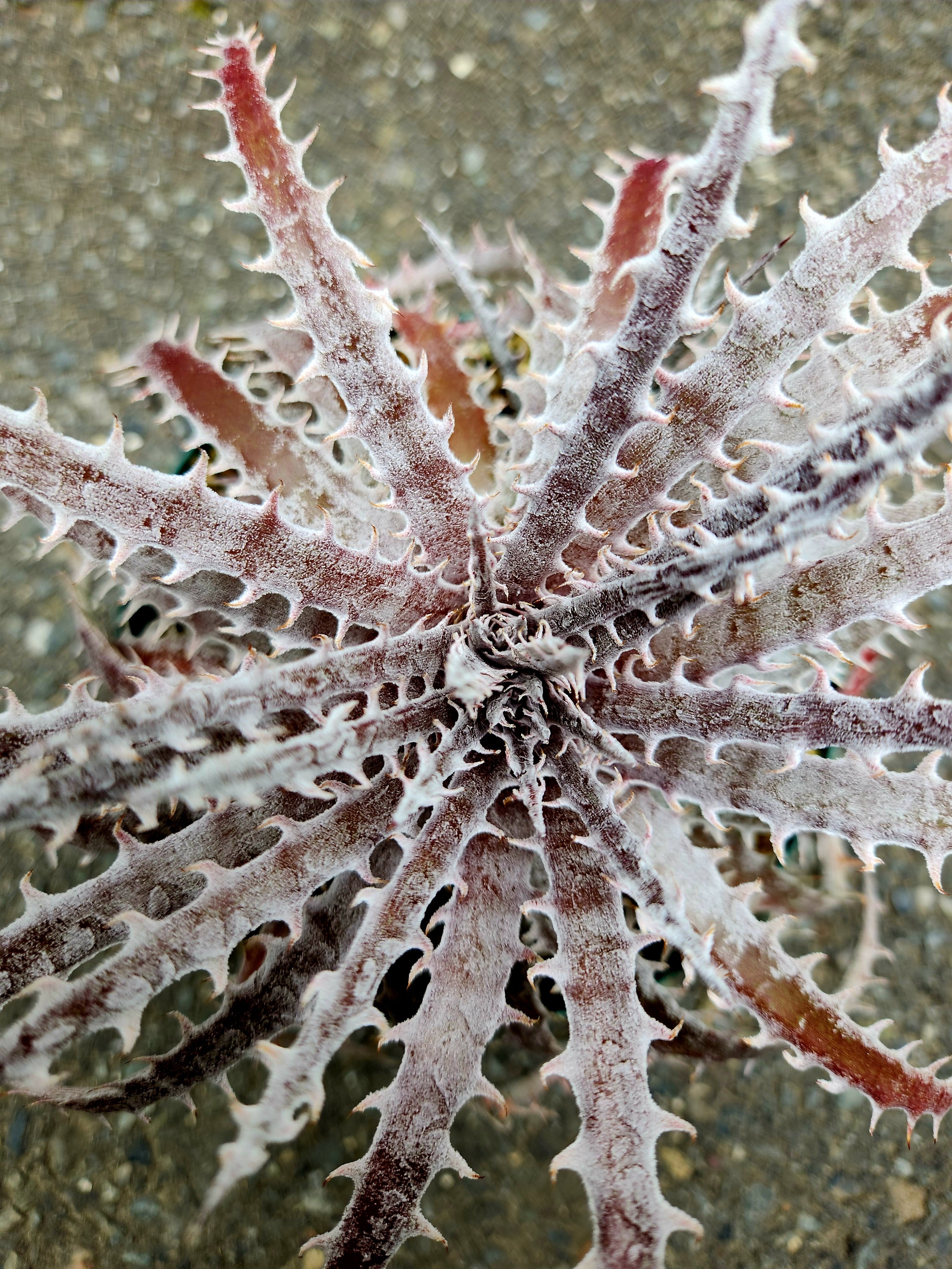 ディッキア・シルバーマーキュリー dyckia・silver mercury | フラワー