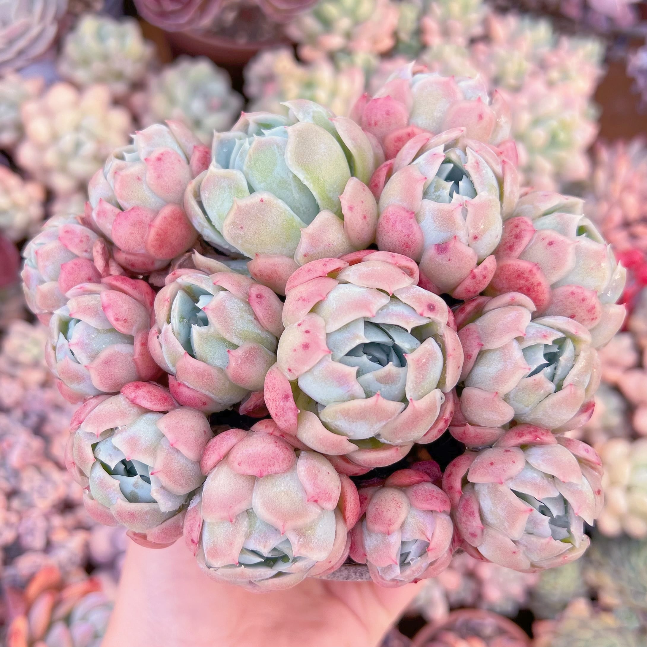 現品　クリームベリー#281　るる農園