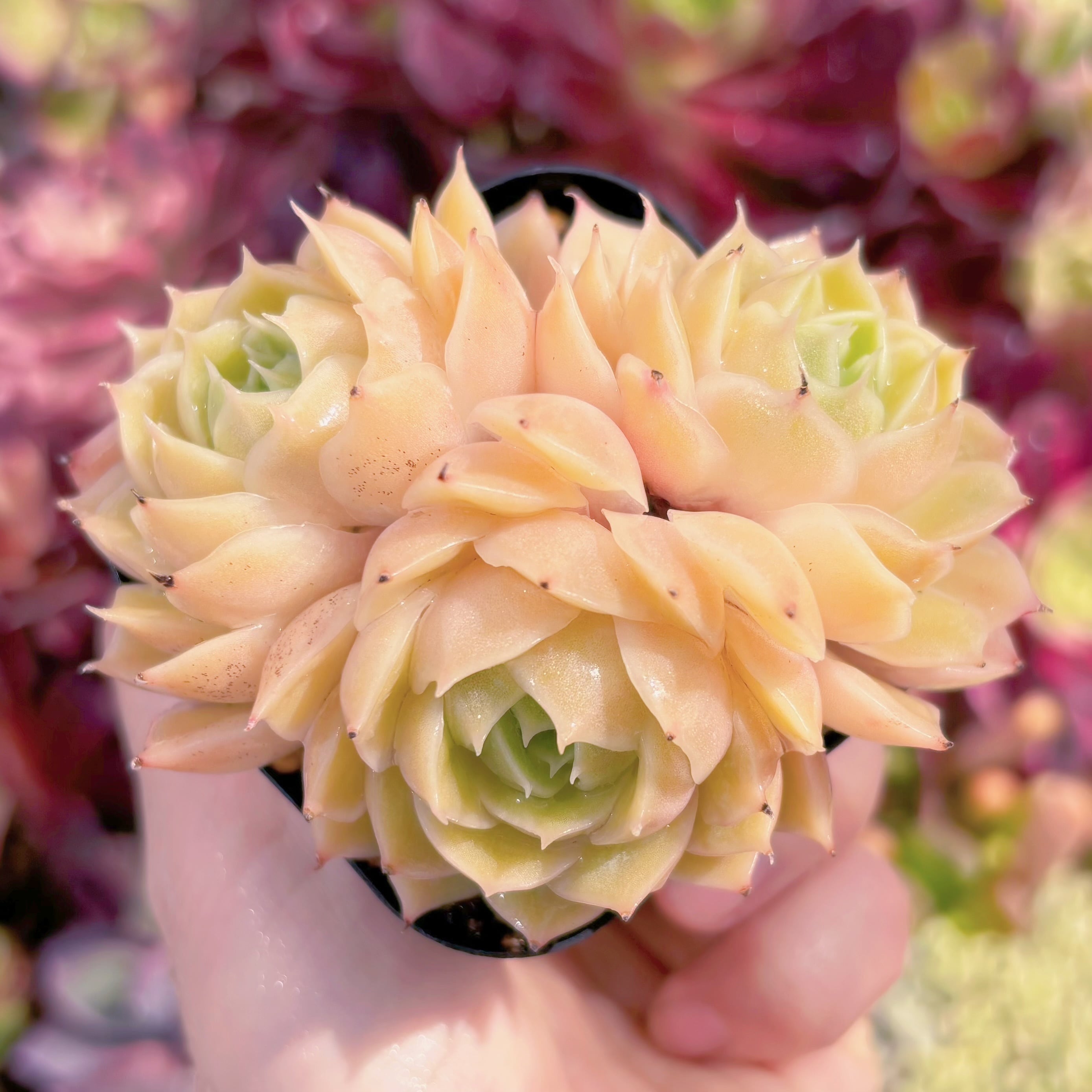 現品　オンスロー#F015　群生   るる農園