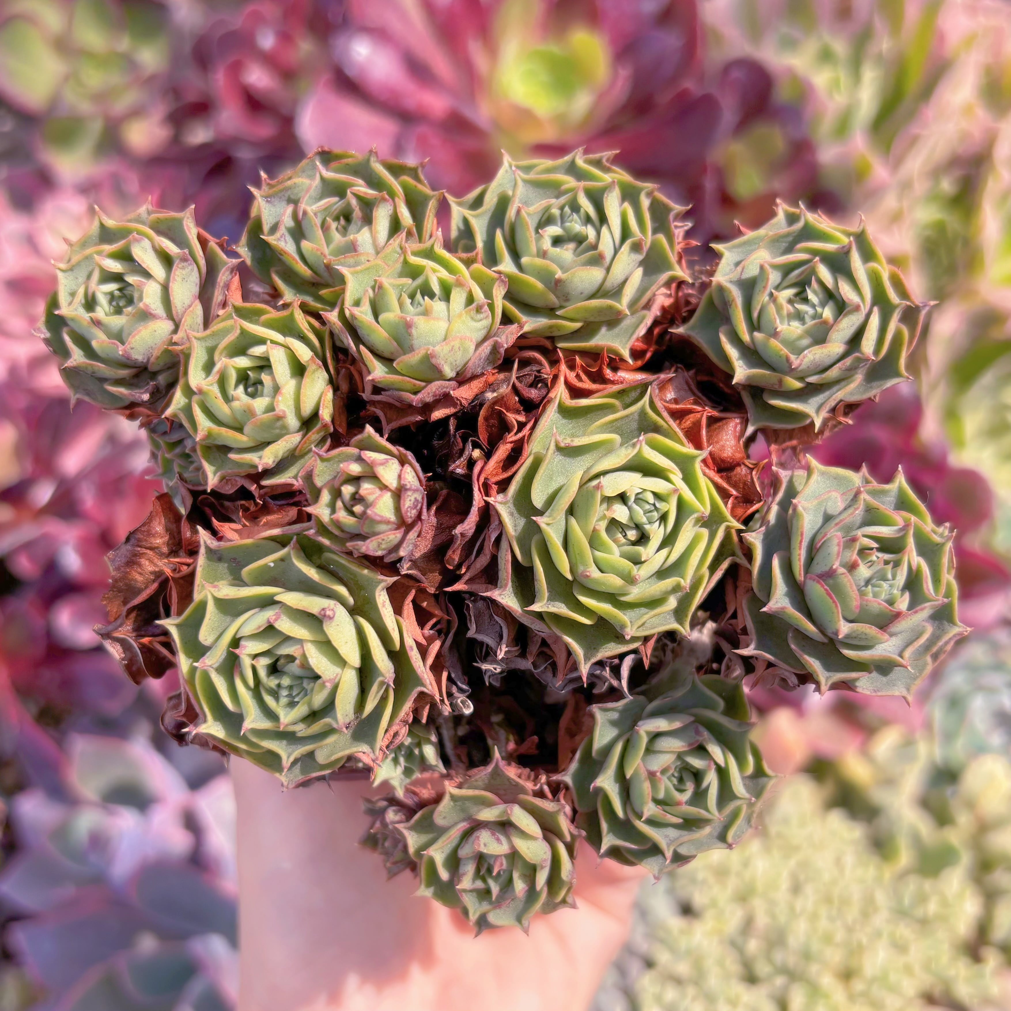 現品　ヨロッパロンギシマ#216　るる農園