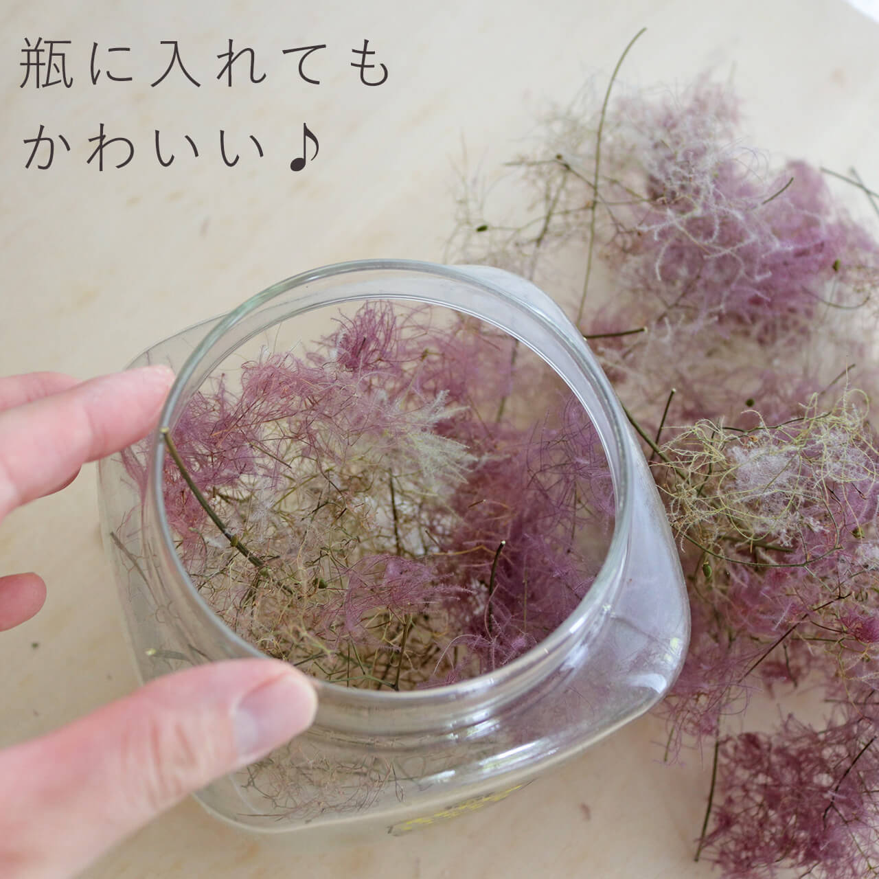 ドライフラワー スモークツリーヘッド カラーミックス ＊ 国産 ドライ