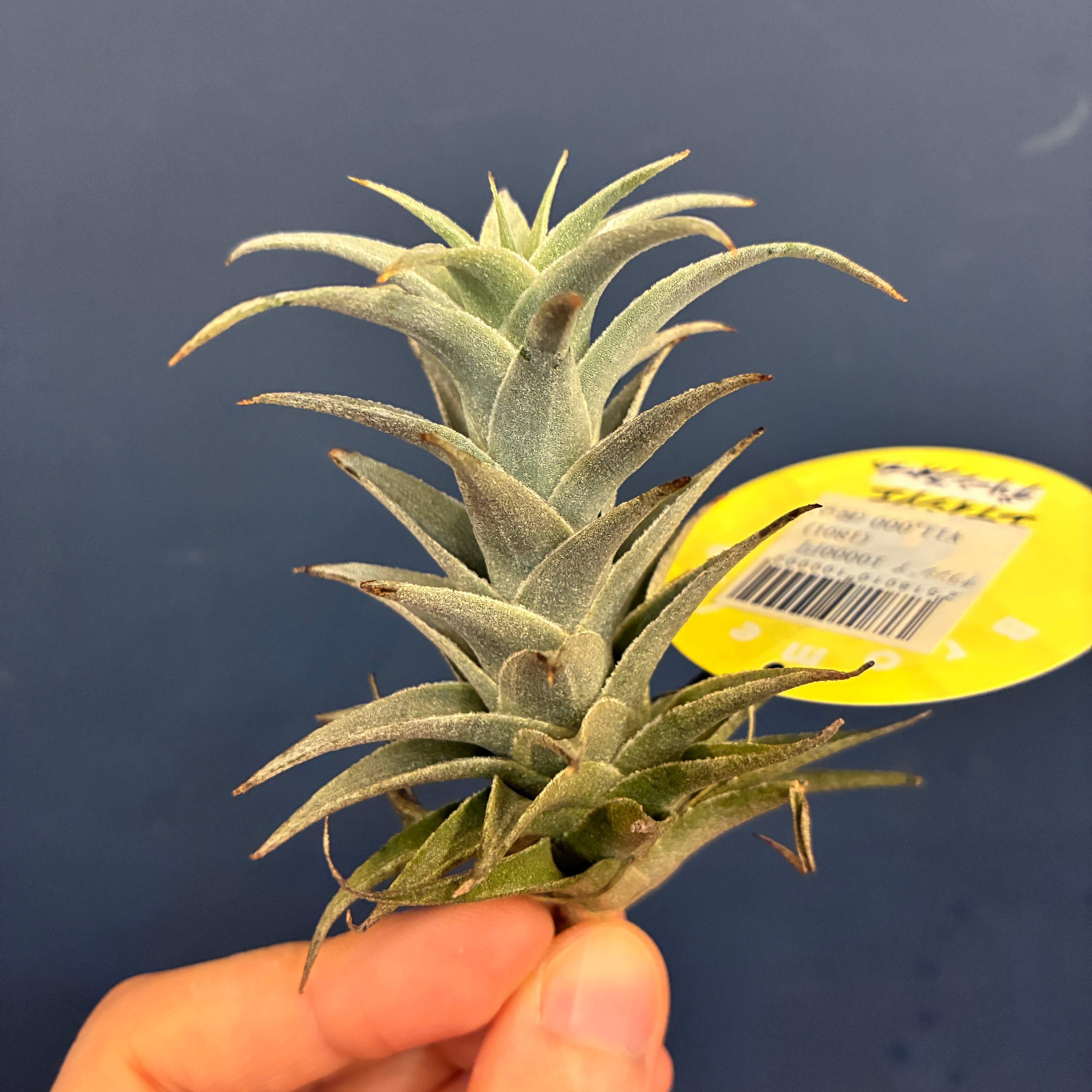 ビカクシダ P.Era 着生植物 P. veitchii 'High finger', P. willinckii '魔髪' sporeling