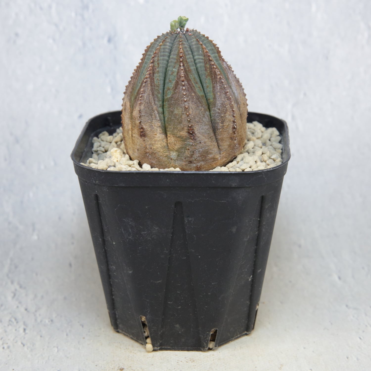 ユーフォルビア　オベサ　大株　木質化　美株 ユーフォルビア オベサ 木化 美株