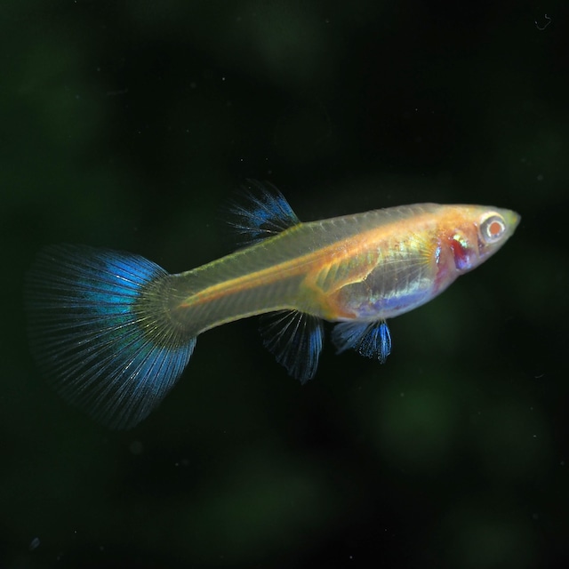 【現物】上物ラズリーレッドテールタキシード　若魚2ペア