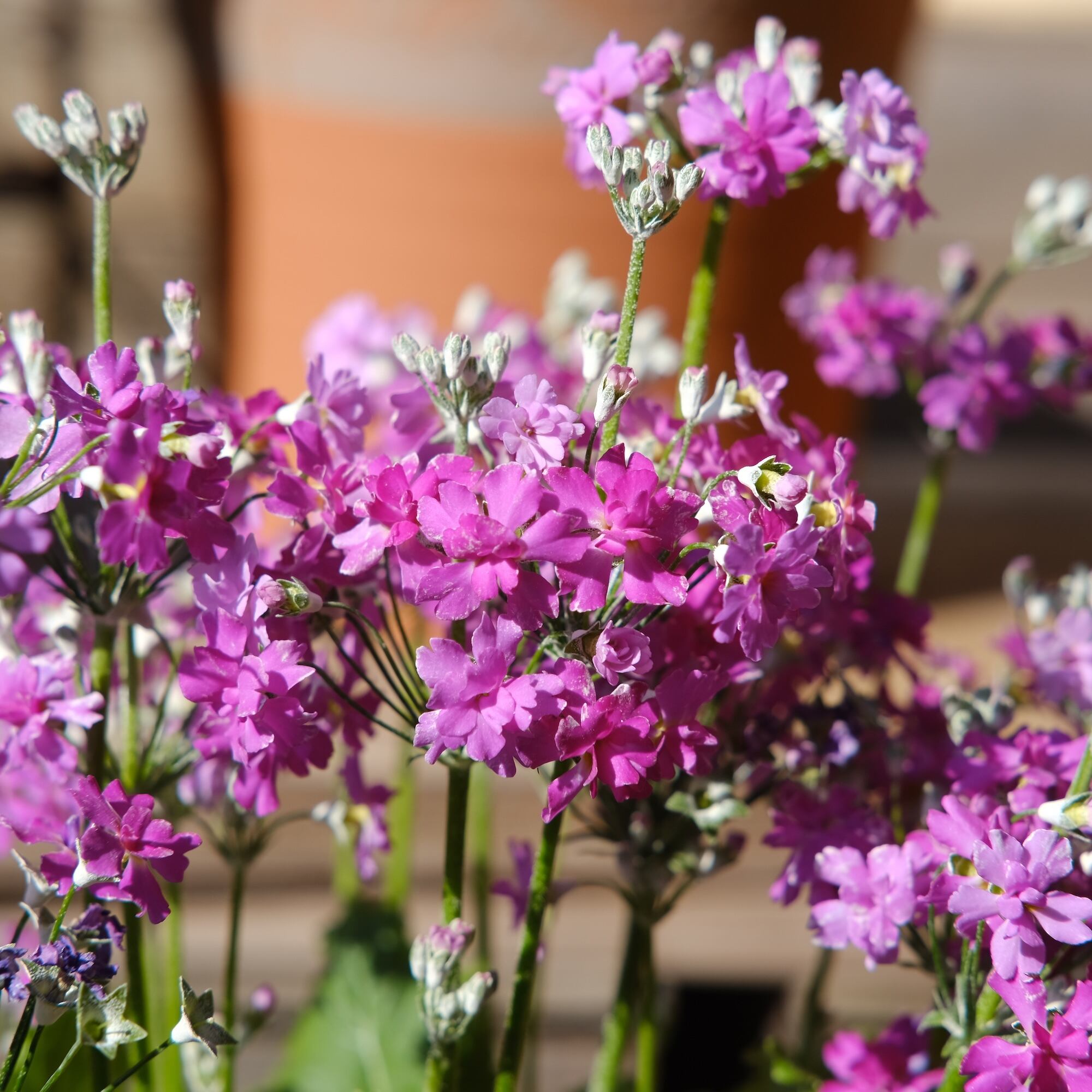 プリムラ マラコイデス《 ダブル ネオンローズ 》 | グリーン